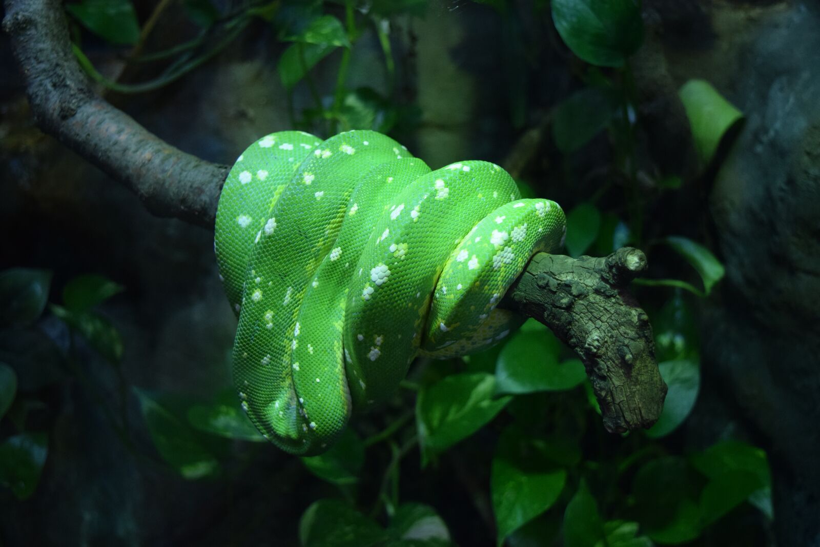 Nikon D5300 sample photo. Green, snake, scales photography