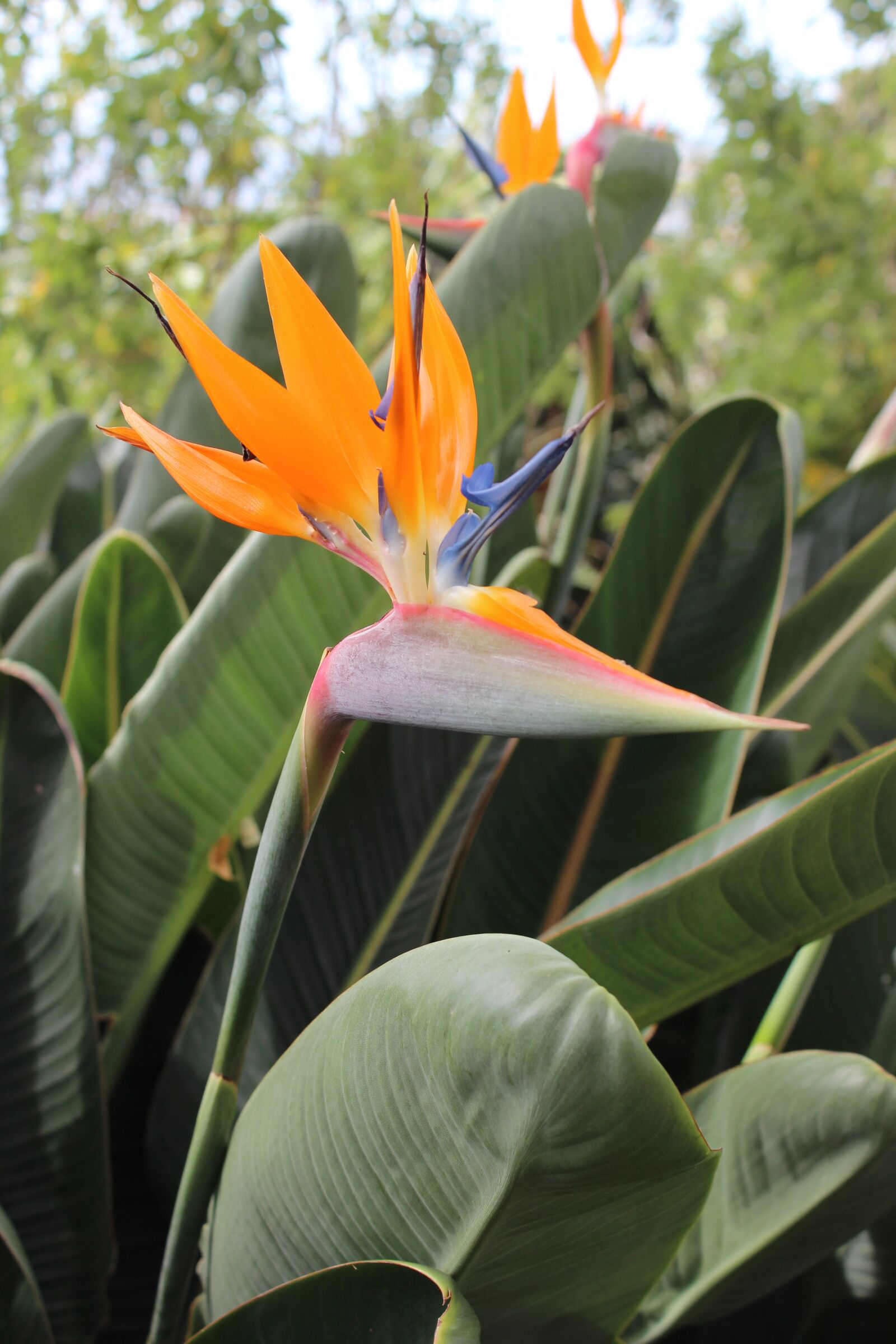 Canon EOS 600D (Rebel EOS T3i / EOS Kiss X5) sample photo. Flower, tropical, orange photography