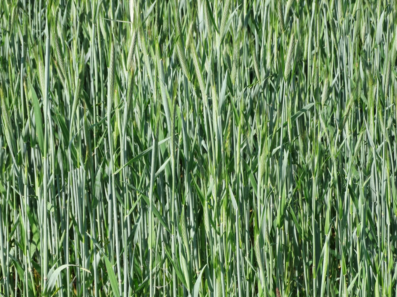 Sony Cyber-shot DSC-HX300 sample photo. Background, wheat, field photography