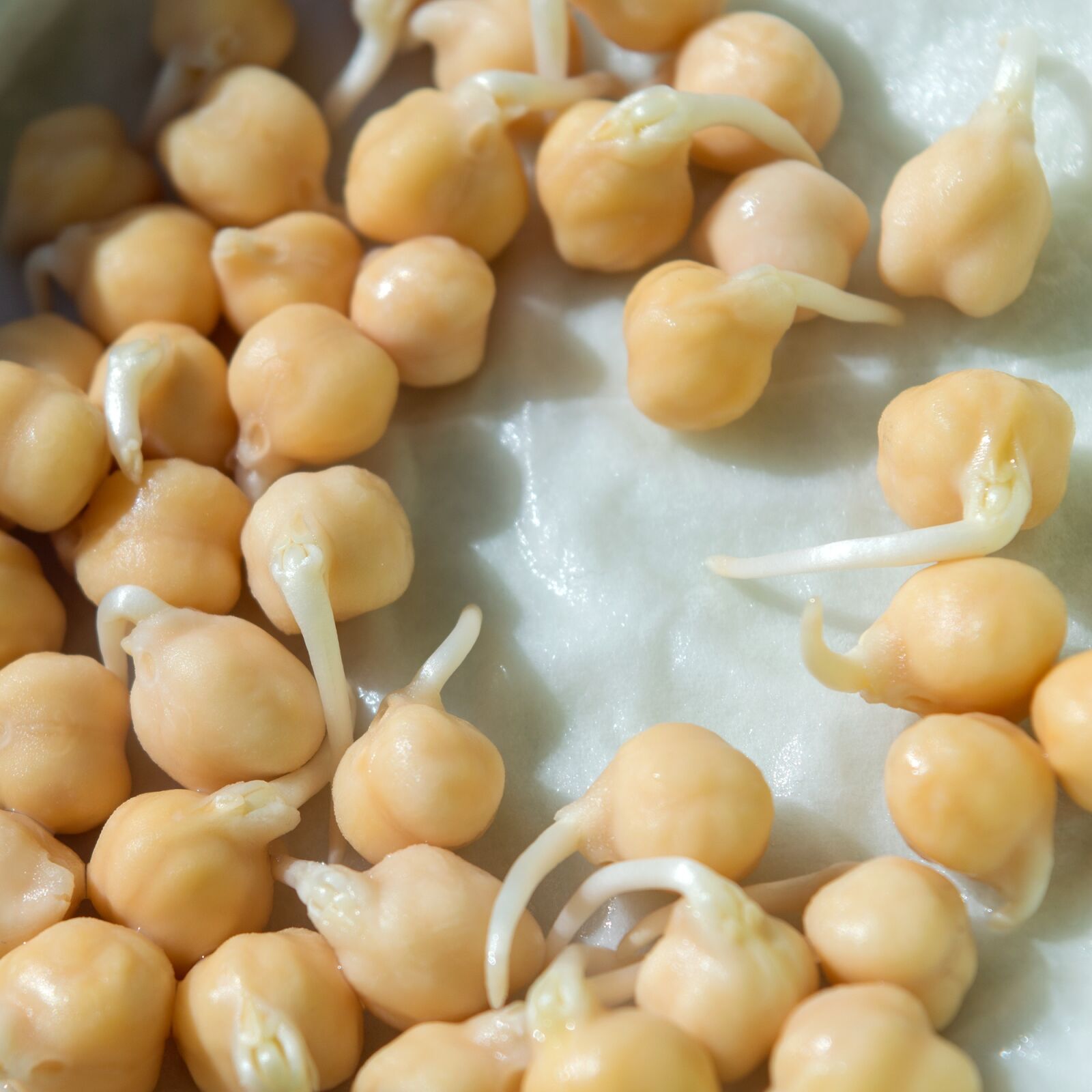 Nikon D3200 sample photo. Chick-pea, sprouts, sprouting chickpeas photography