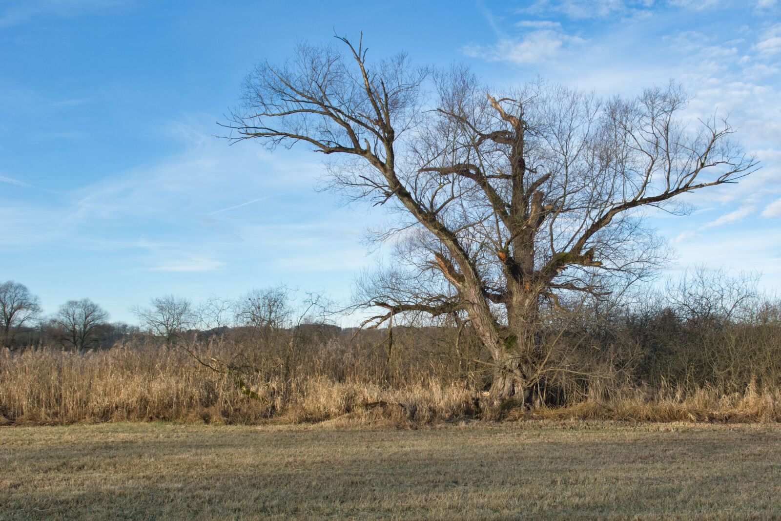 Nikon D7100 sample photo. Tree, kahl, winter photography