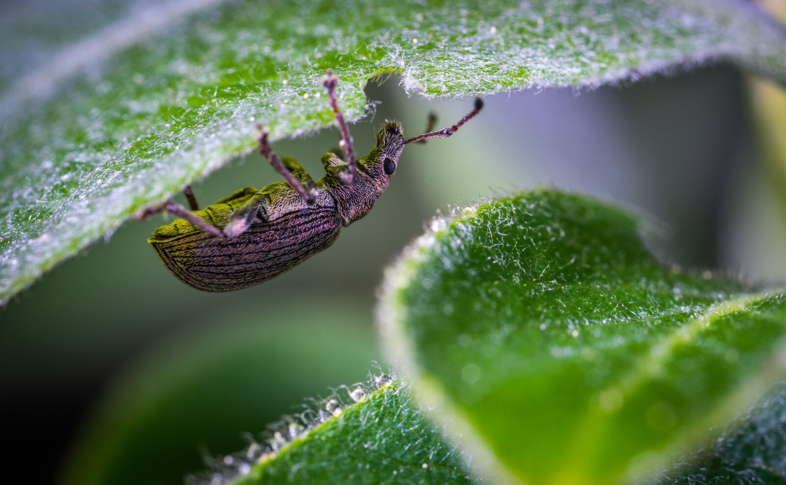 #124 65/2.8 sample photo. Macro, beetle, insect photography