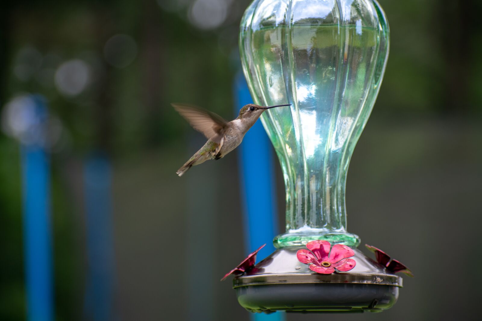 Nikon D3400 sample photo. Bird, nature, hummingbird photography
