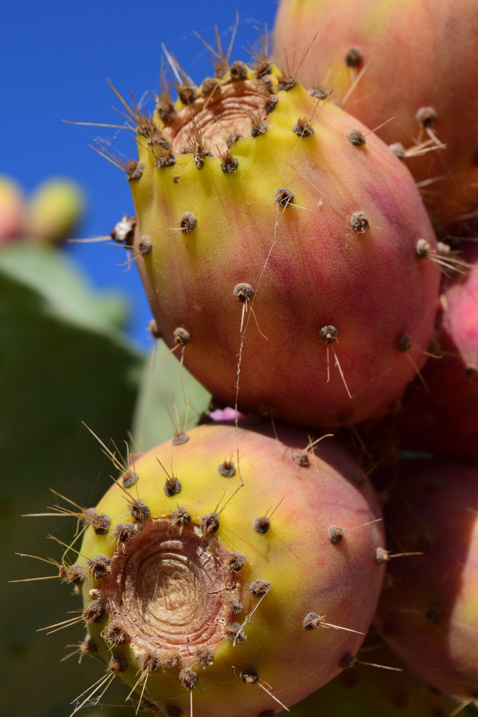 Nikon D3300 sample photo. Prickly pear, fruit, cactus photography