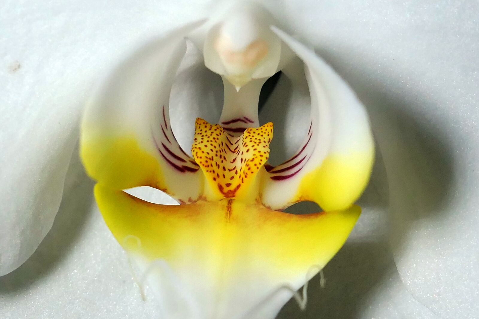 Panasonic Lumix DMC-LX10 (Lumix DMC-LX15) sample photo. Orchid, blossom, bloom photography