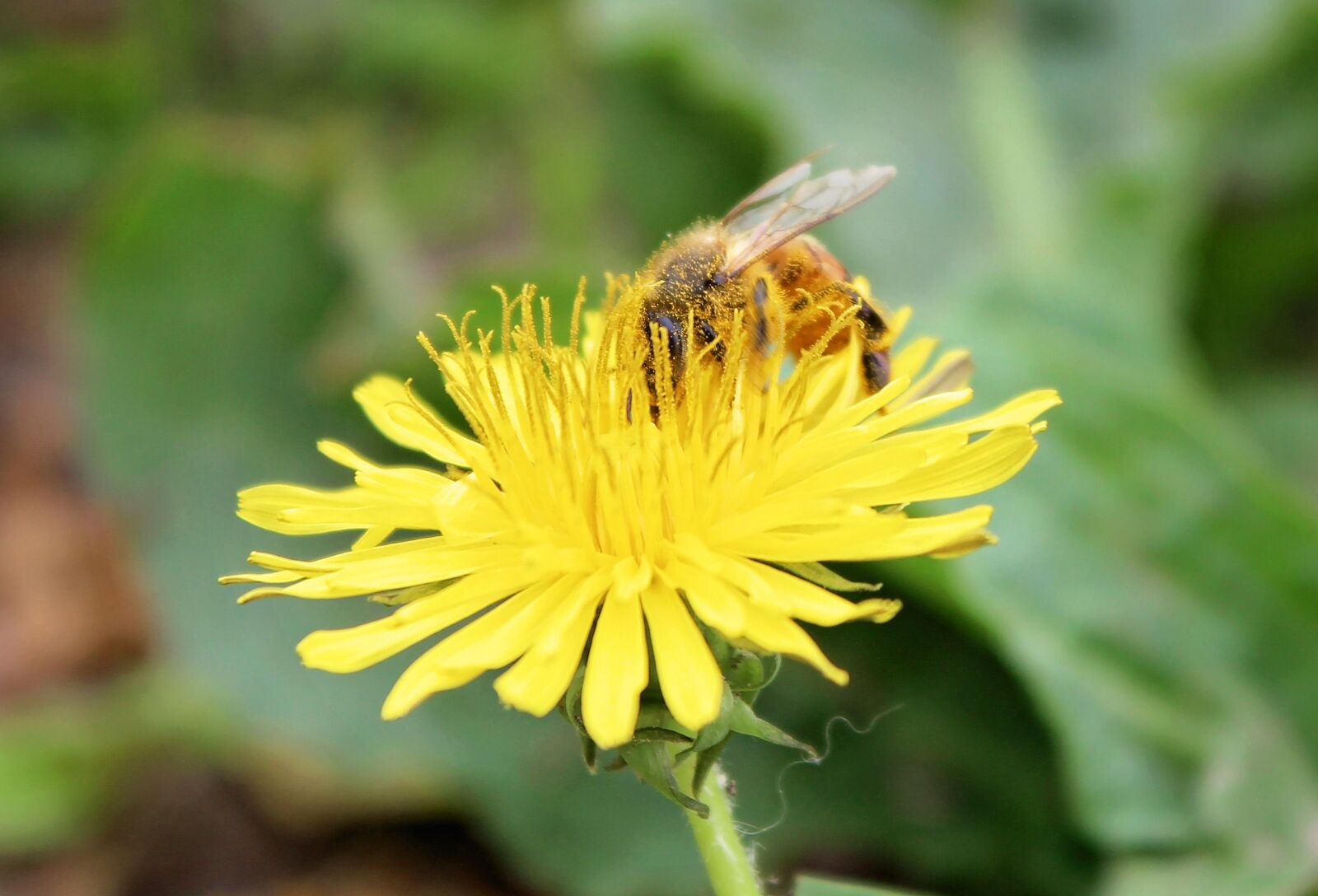 Canon EOS 650D (EOS Rebel T4i / EOS Kiss X6i) sample photo. Bee, honeybee, dandelion photography