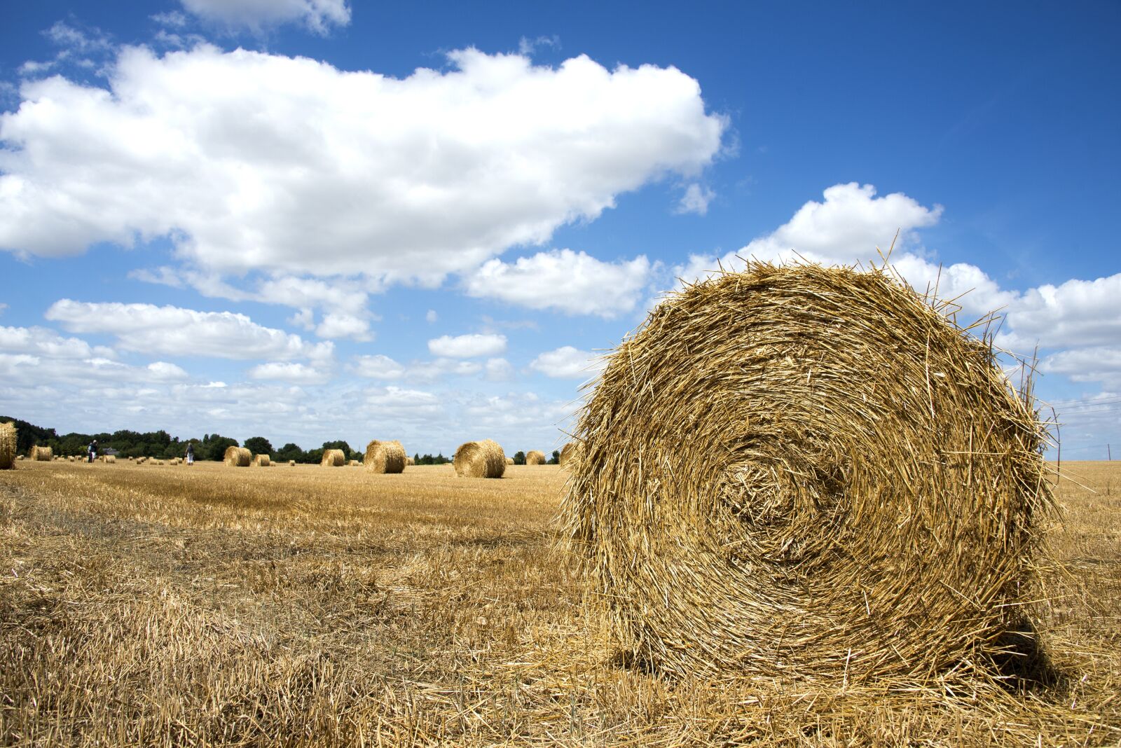 Nikon D610 sample photo. Straw, fields, field photography