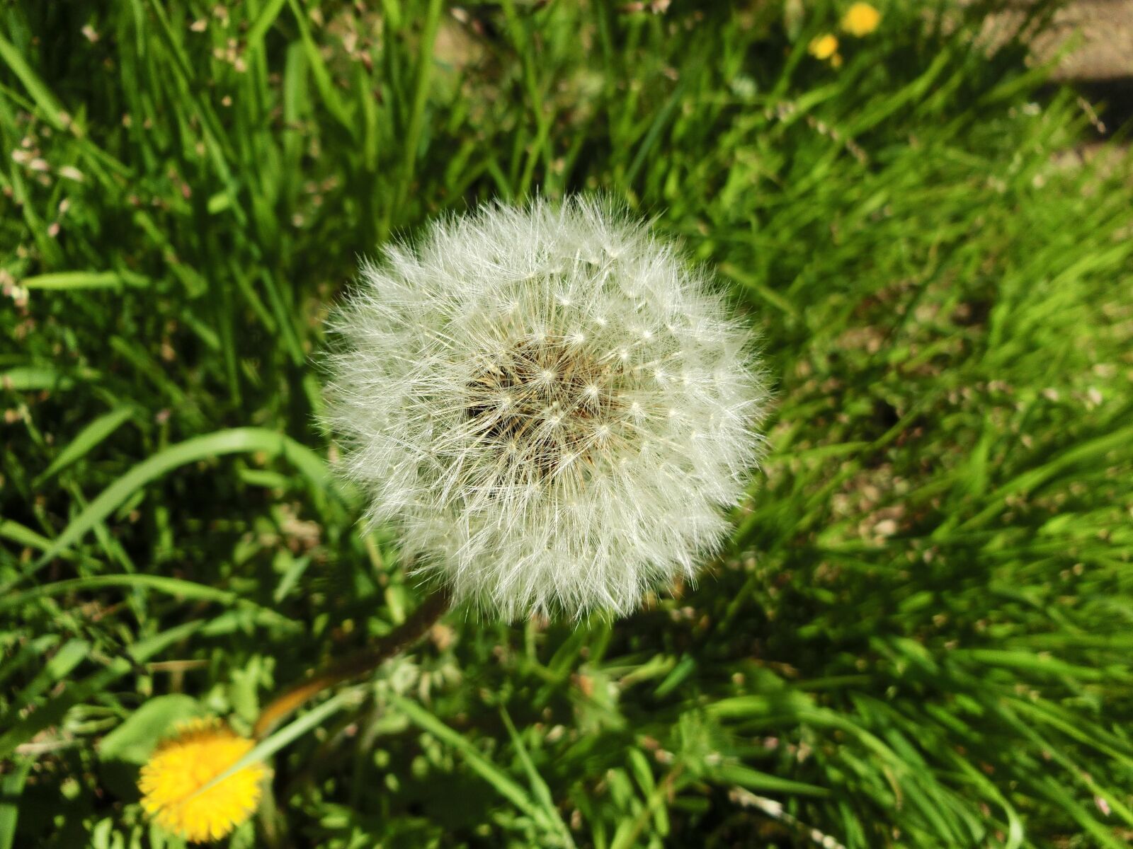 CASIO EX-ZR750 sample photo. Dandelion, green, white photography