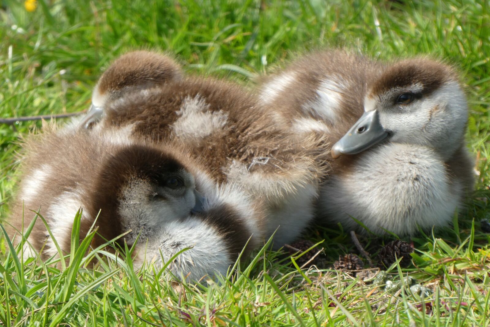 Panasonic Lumix DC-ZS70 (Lumix DC-TZ90) sample photo. Nile goose, chicks, geese photography