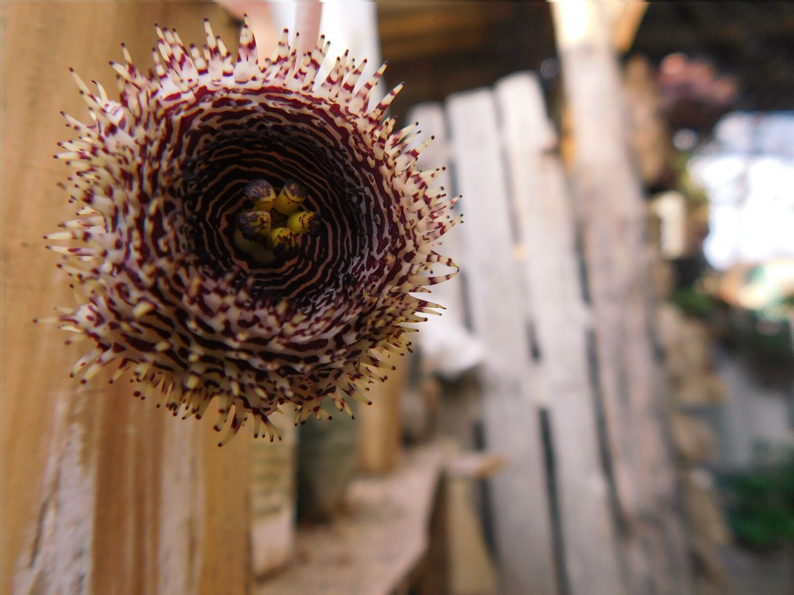 Nikon Coolpix L840 sample photo. Cactus, spina, flower photography