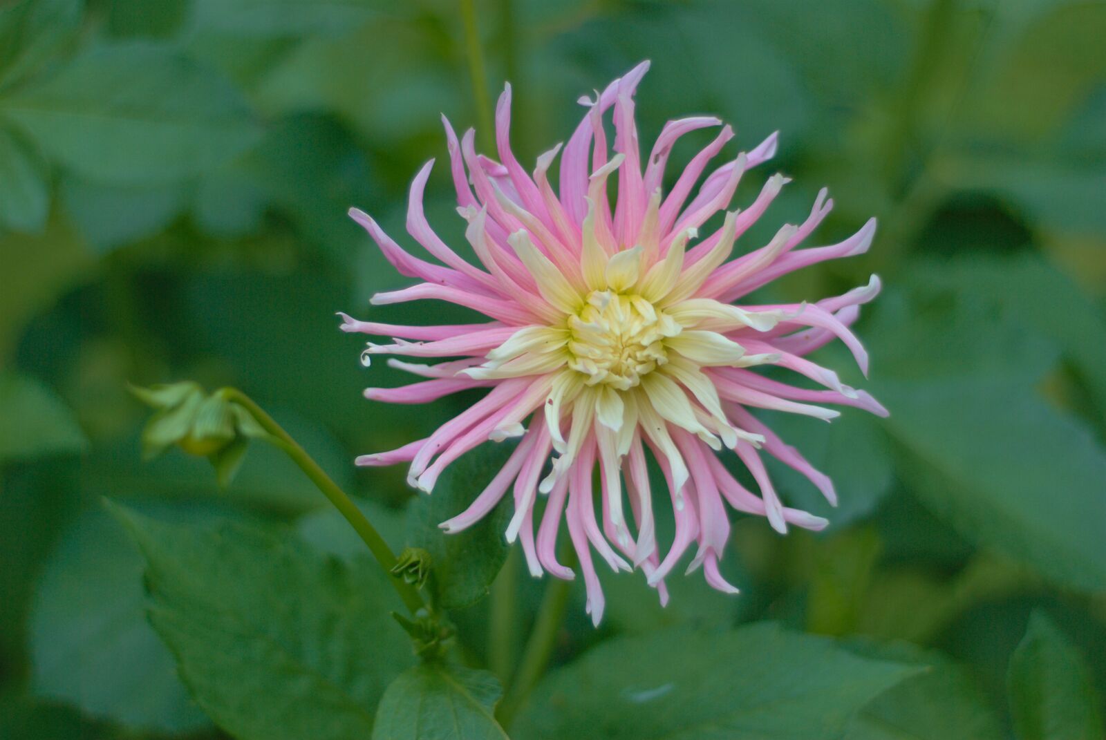 Nikon D80 sample photo. Dalia, dahlia, flower photography