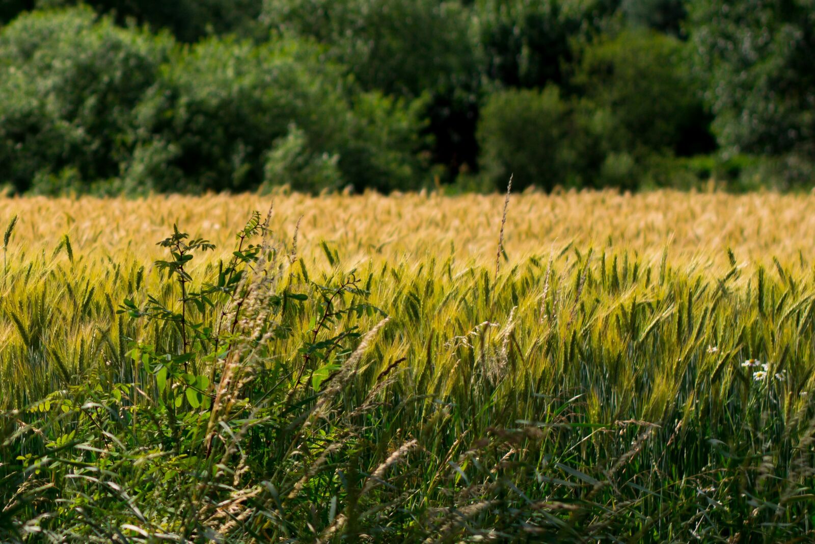 Nikon D5200 sample photo. Corn, wheat, field photography
