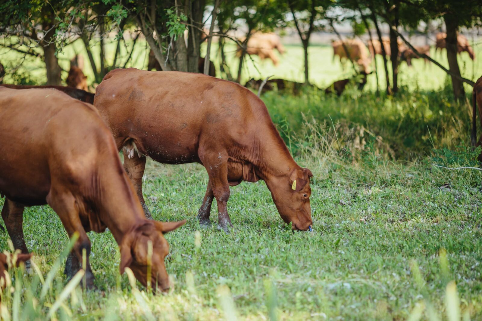 Canon EF 135mm F2L USM sample photo. Argentina, cows, grass, horses photography