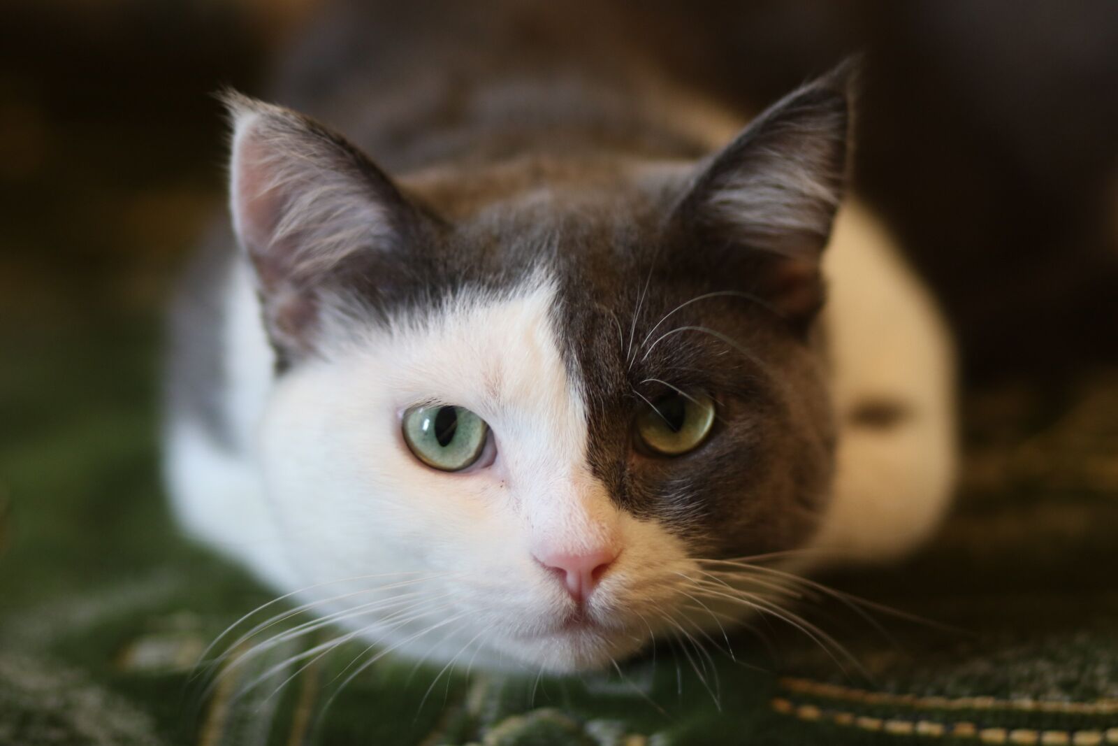 Canon EF 85mm F1.8 USM sample photo. Cat, pet, home photography