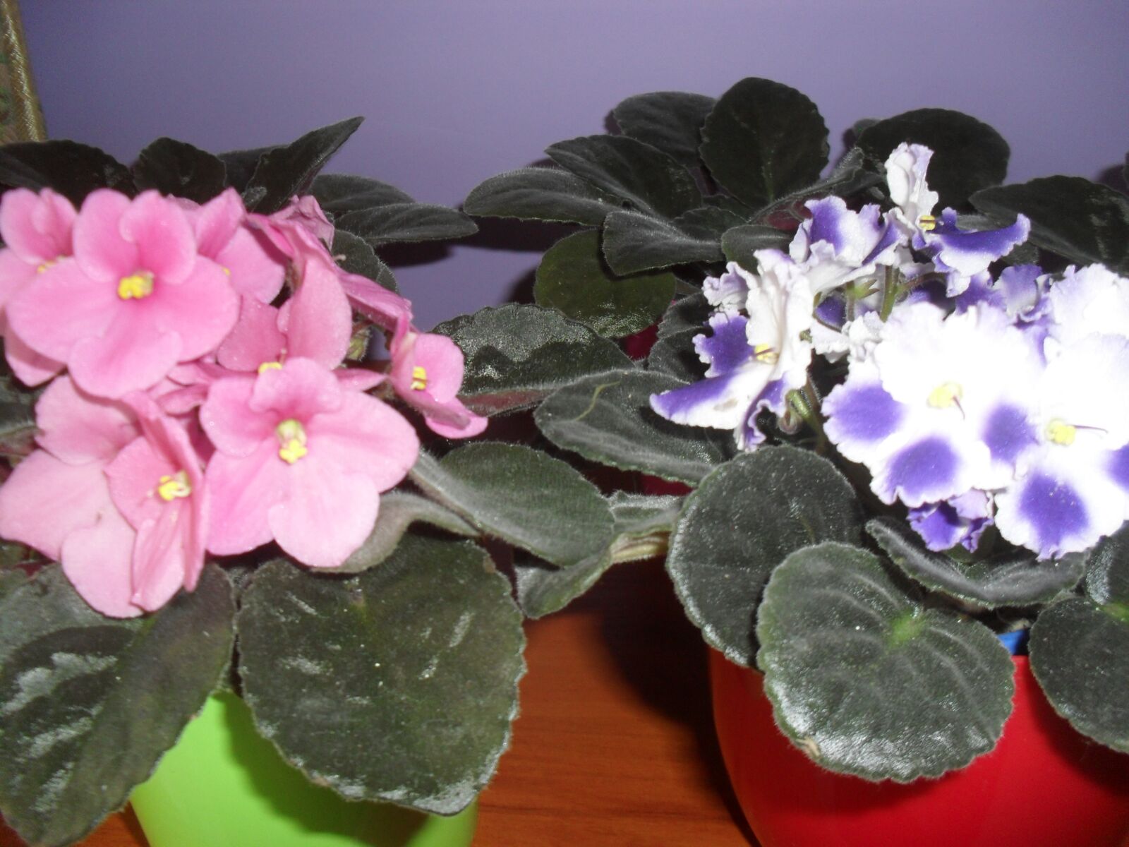 Samsung ES60 / VLUU ES60 /  SL105 /  ES63 sample photo. Potted, violets, flowers photography