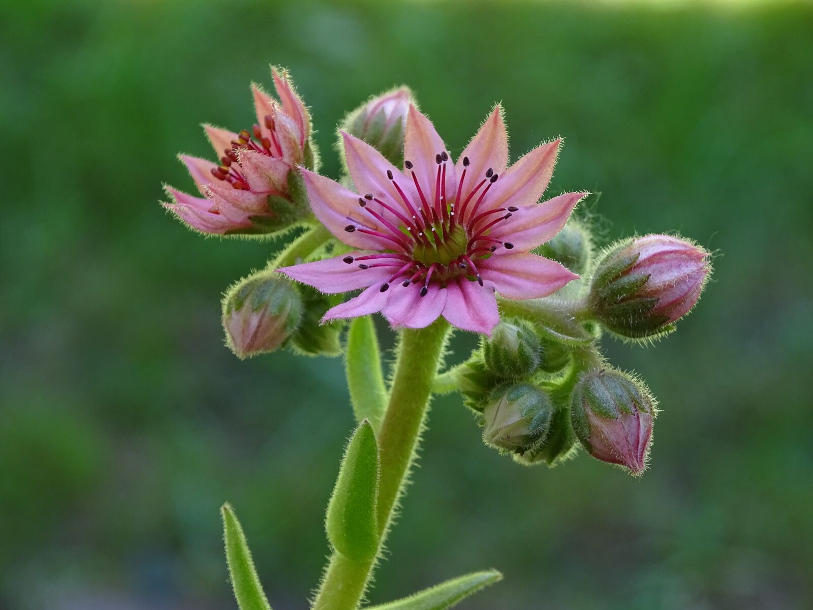 Sony Cyber-shot DSC-HX400V sample photo. Netřesk, macro, flower photography