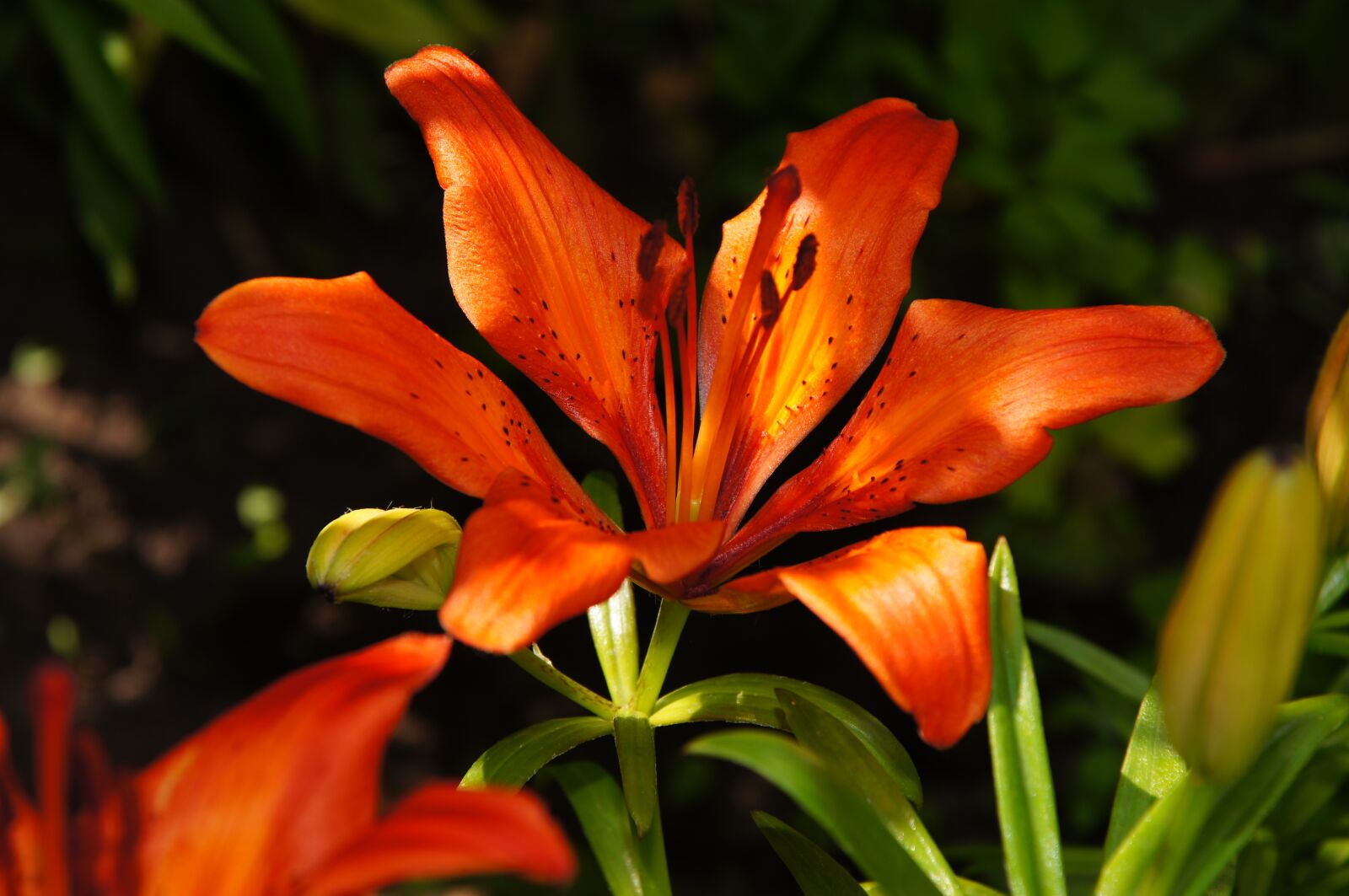 Sony Alpha DSLR-A580 sample photo. Lily, summer, bloom photography