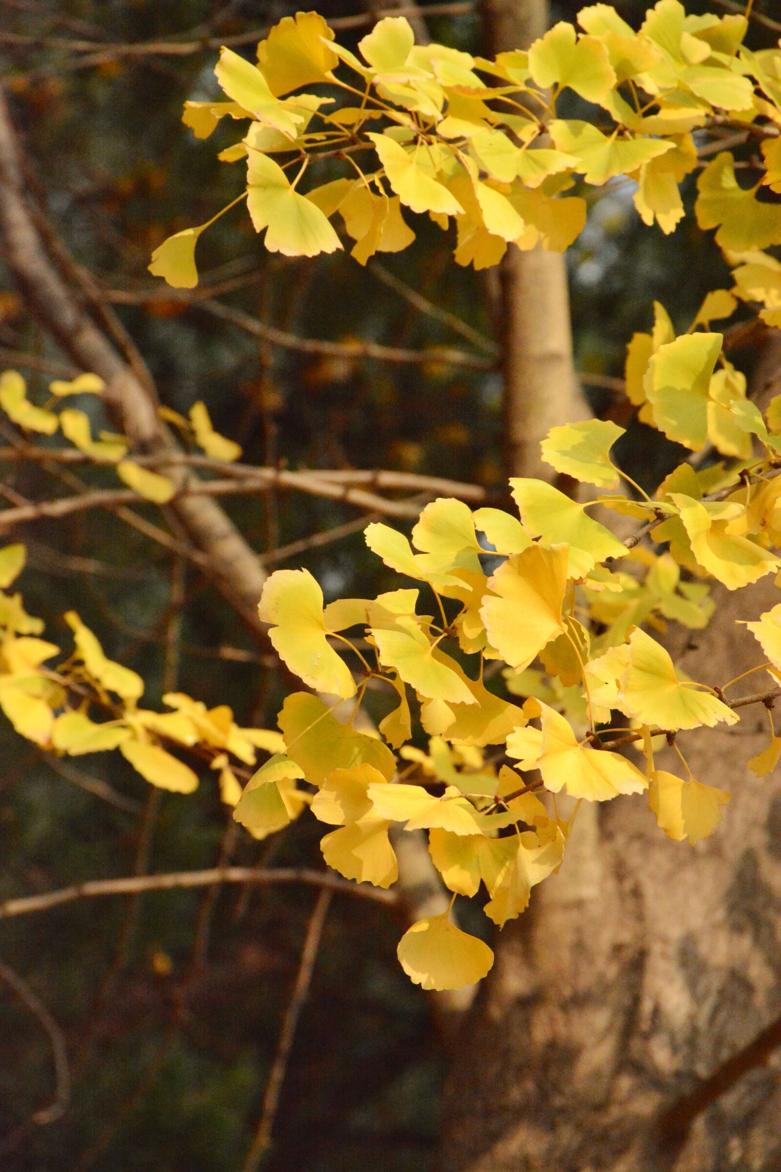 Nikon D7100 sample photo. Autumn, ginkgo, defoliation photography