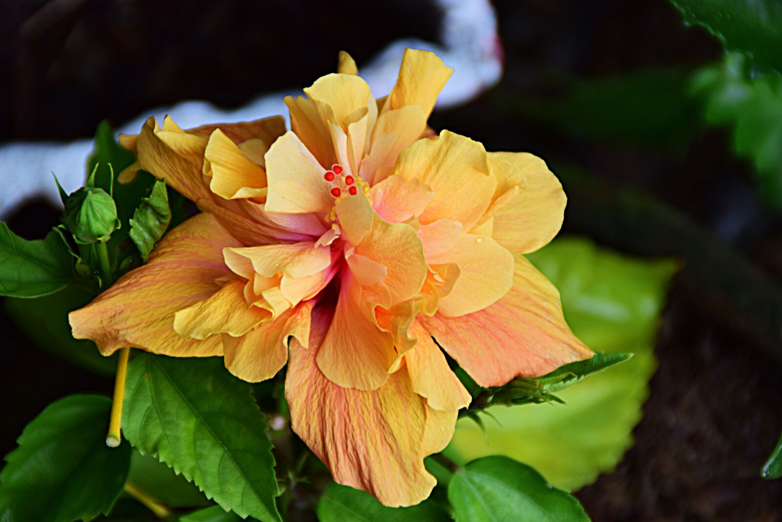 Nikon D5300 sample photo. Hibiscus, blossom, bloom photography