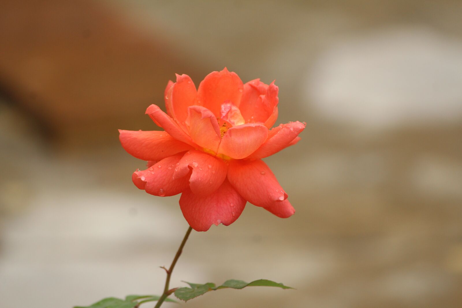 Canon EOS 1200D (EOS Rebel T5 / EOS Kiss X70 / EOS Hi) sample photo. Nature, flower, leaf photography