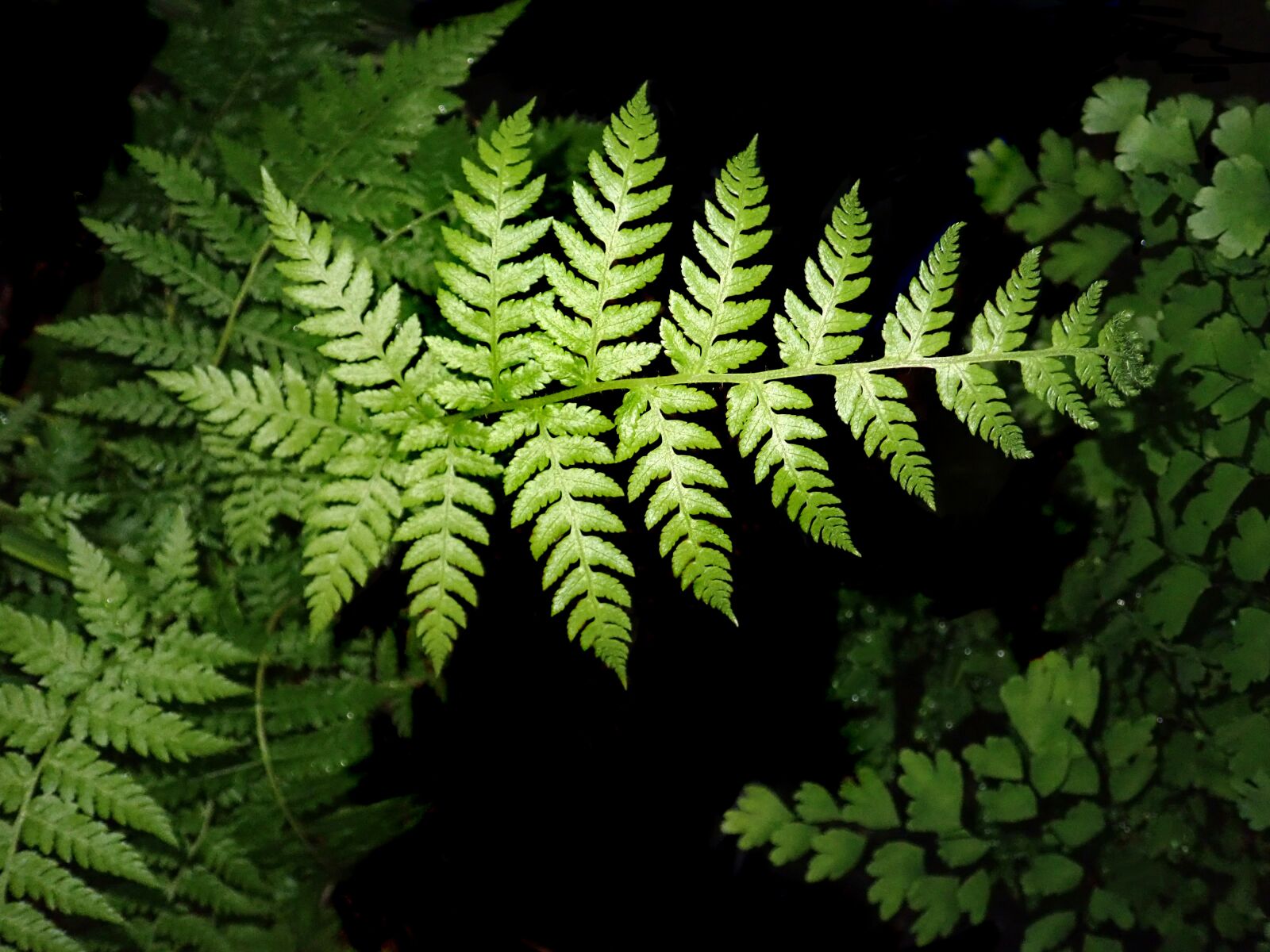 Olympus TG-5 sample photo. Fern, leaf, frond photography