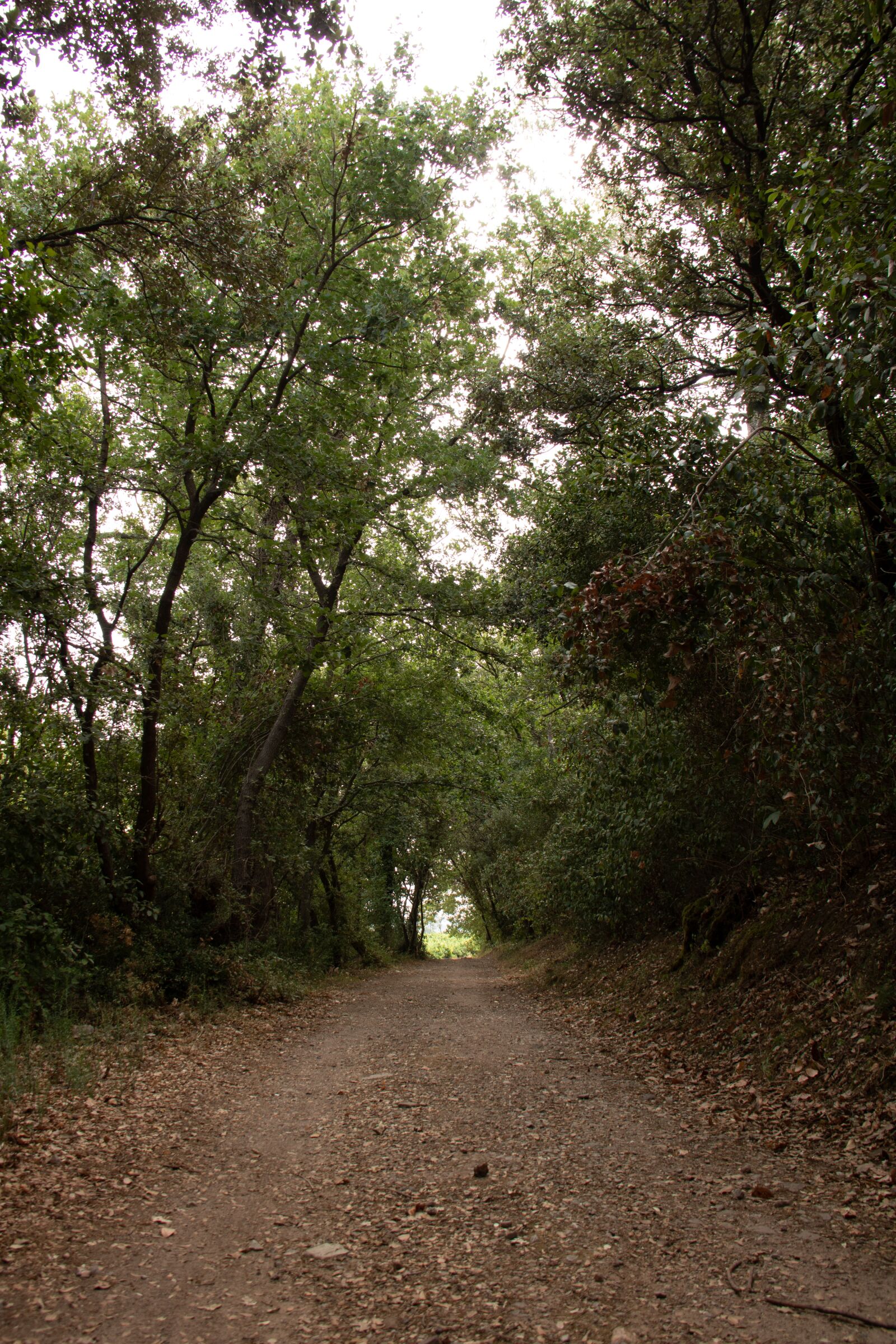 Canon EOS 750D (EOS Rebel T6i / EOS Kiss X8i) sample photo. Forest, tree, road photography