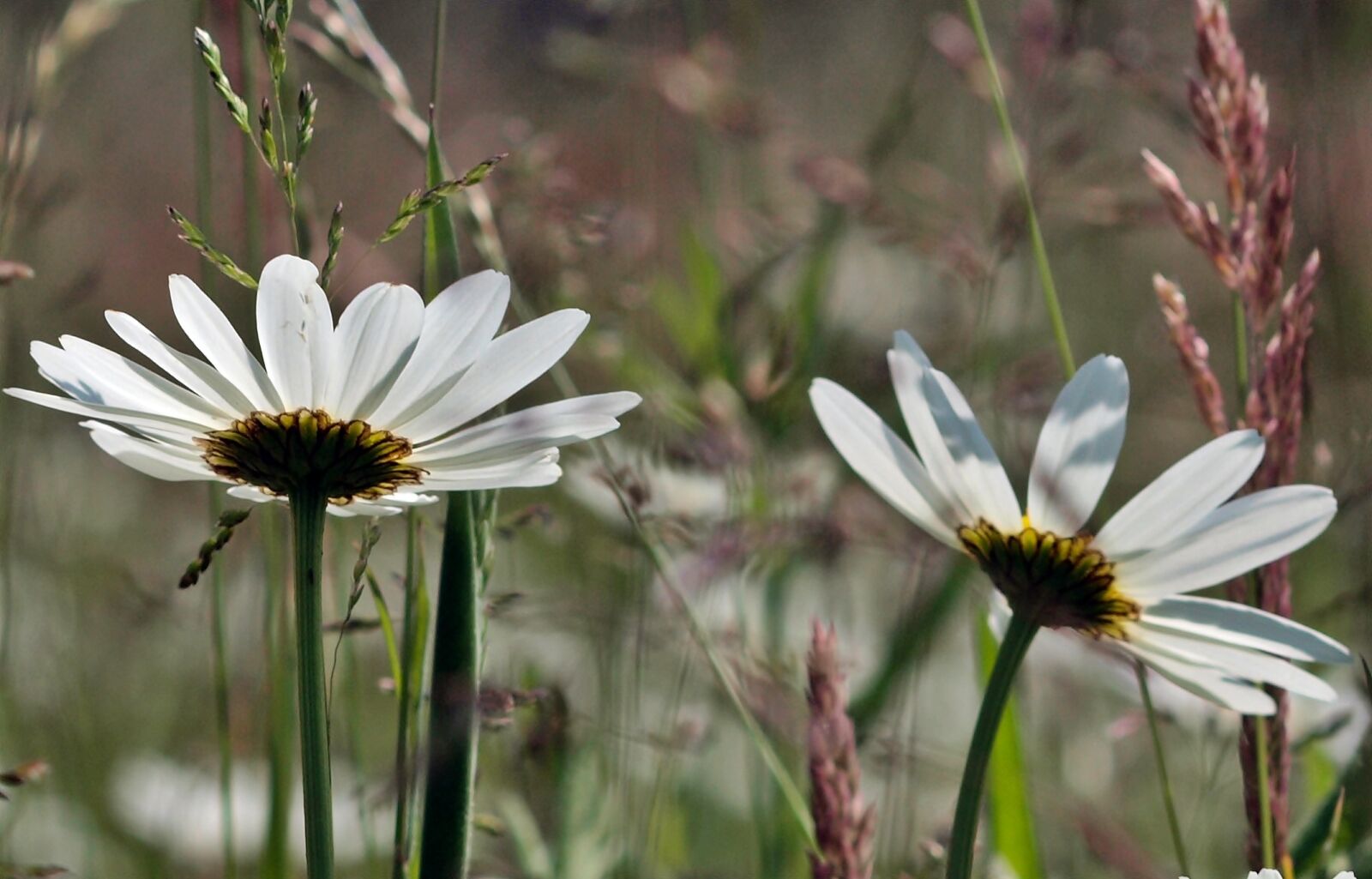 Olympus E-450 (EVOLT E-450) sample photo. Deep in the meadow photography