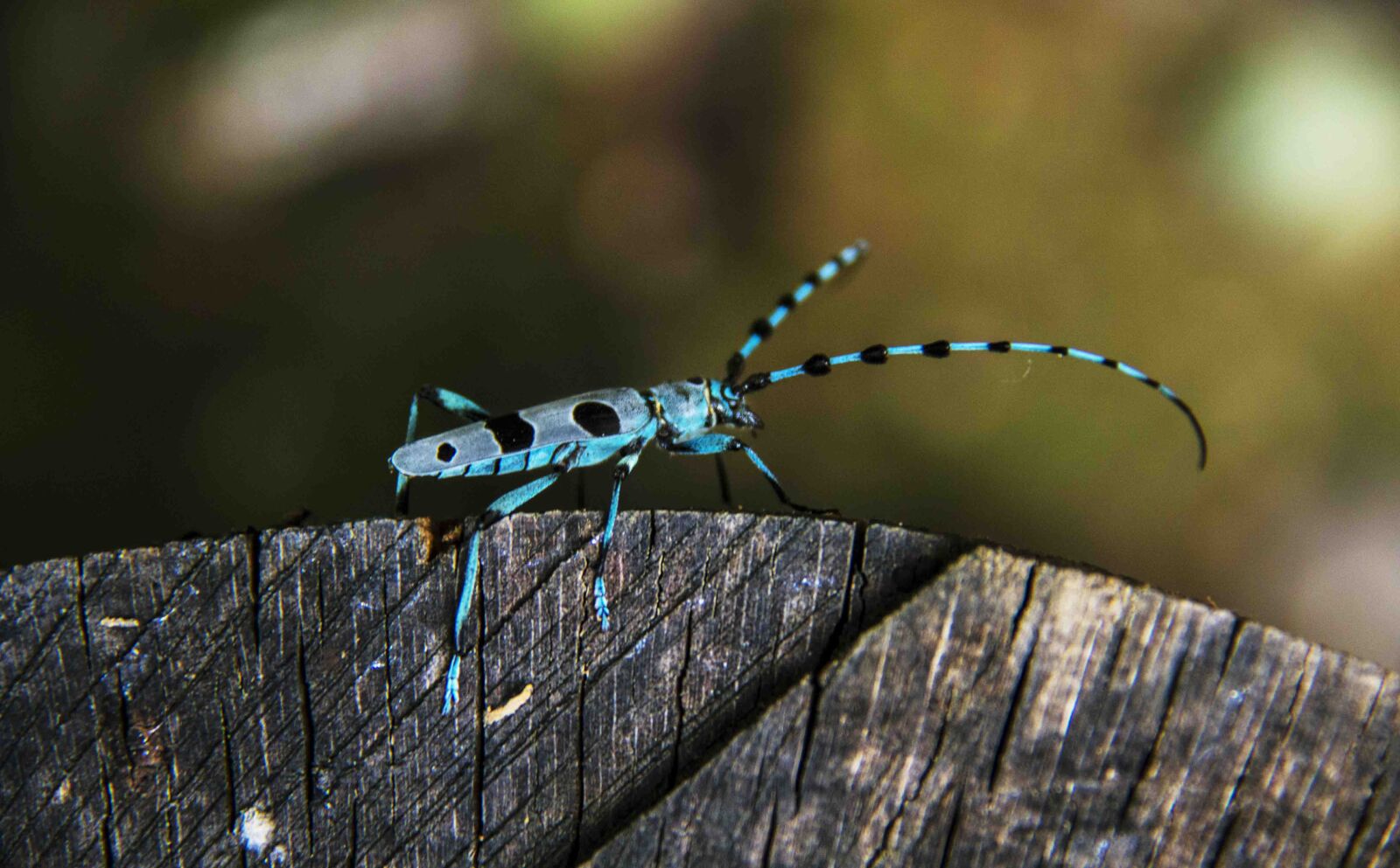 Canon EF-S 18-200mm F3.5-5.6 IS sample photo. Beetle, blue, longhorn photography