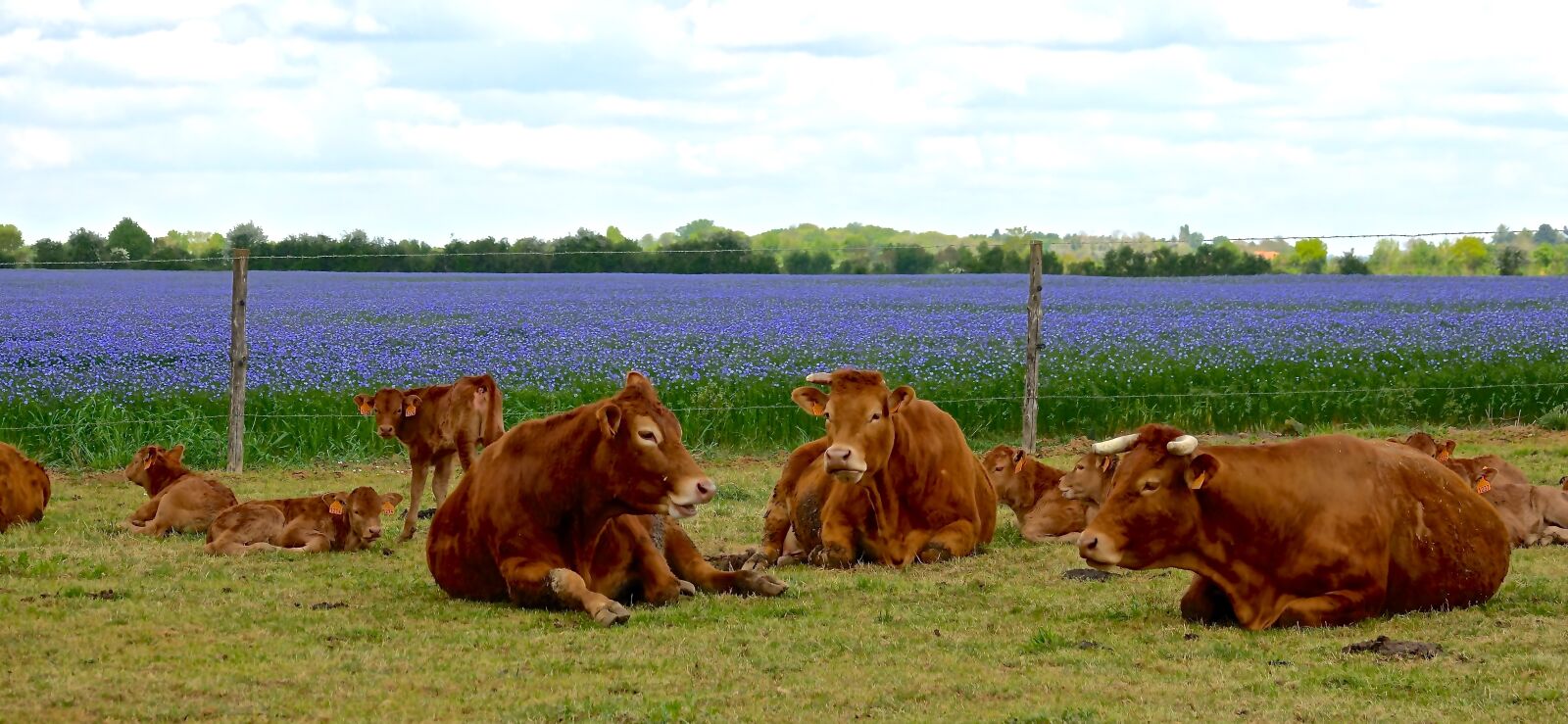 Sony Cyber-shot DSC-RX10 III sample photo. Cow, lawn, livestock photography