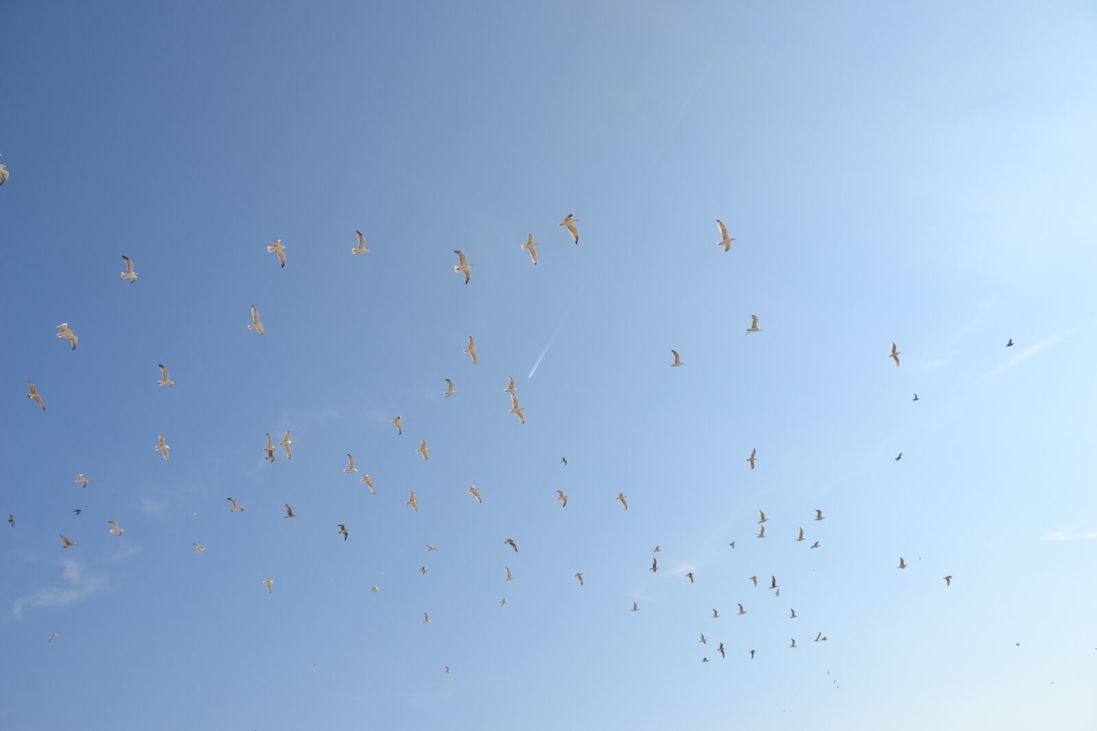 Nikon D3100 sample photo. Blue sky, birds, fly photography