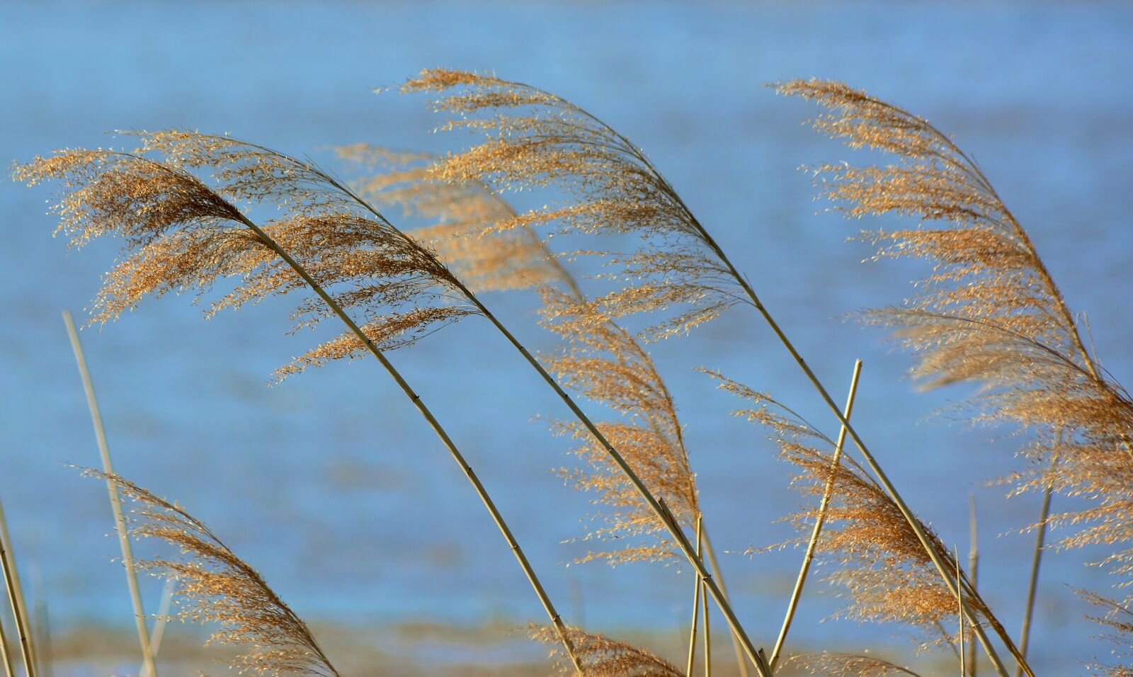 Nikon D5200 sample photo. Lake, reed, water photography