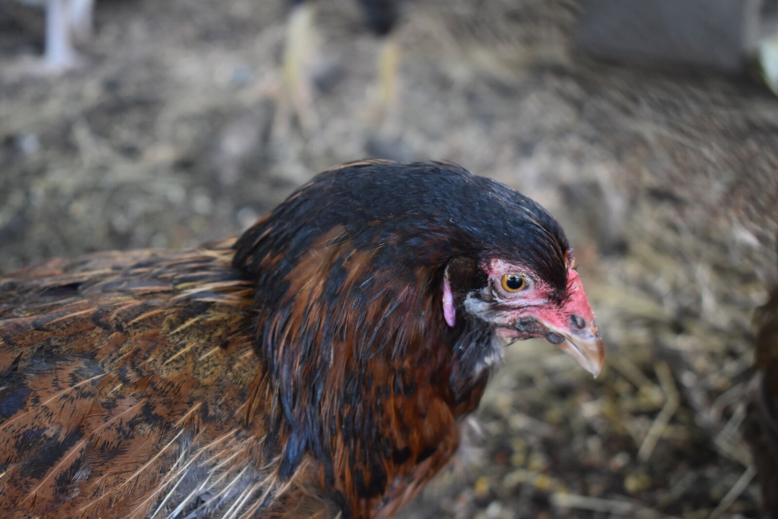 Nikon D3500 sample photo. Hen, chicken, animal photography