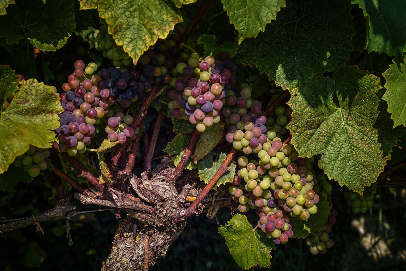 Sony ILCA-77M2 + Sony DT 18-135mm F3.5-5.6 SAM sample photo. Grapes, winegrowing, vine photography