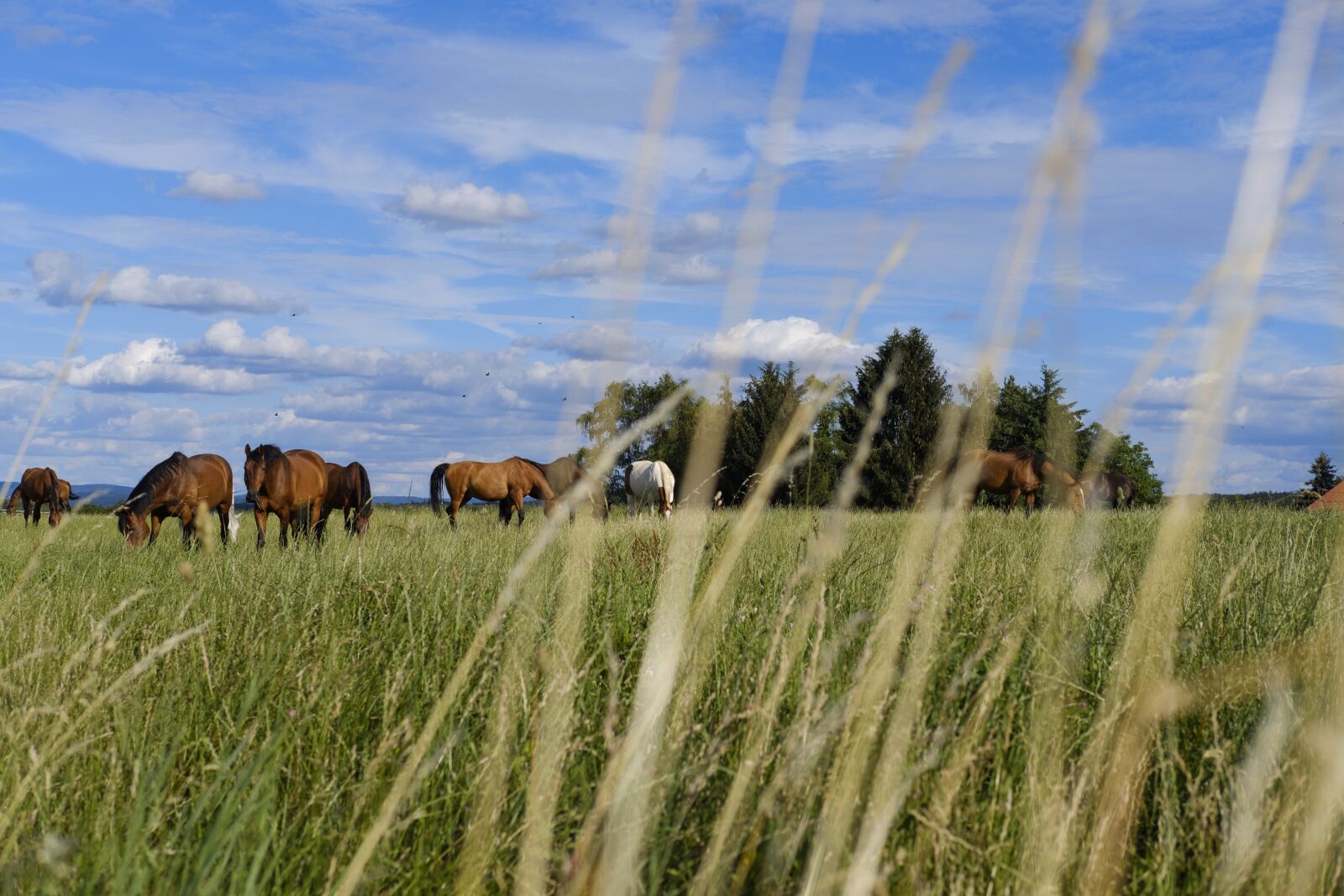 Fujifilm X-T2 + Fujifilm XF 35mm F2 R WR sample photo. Horse, gaul, pasture photography