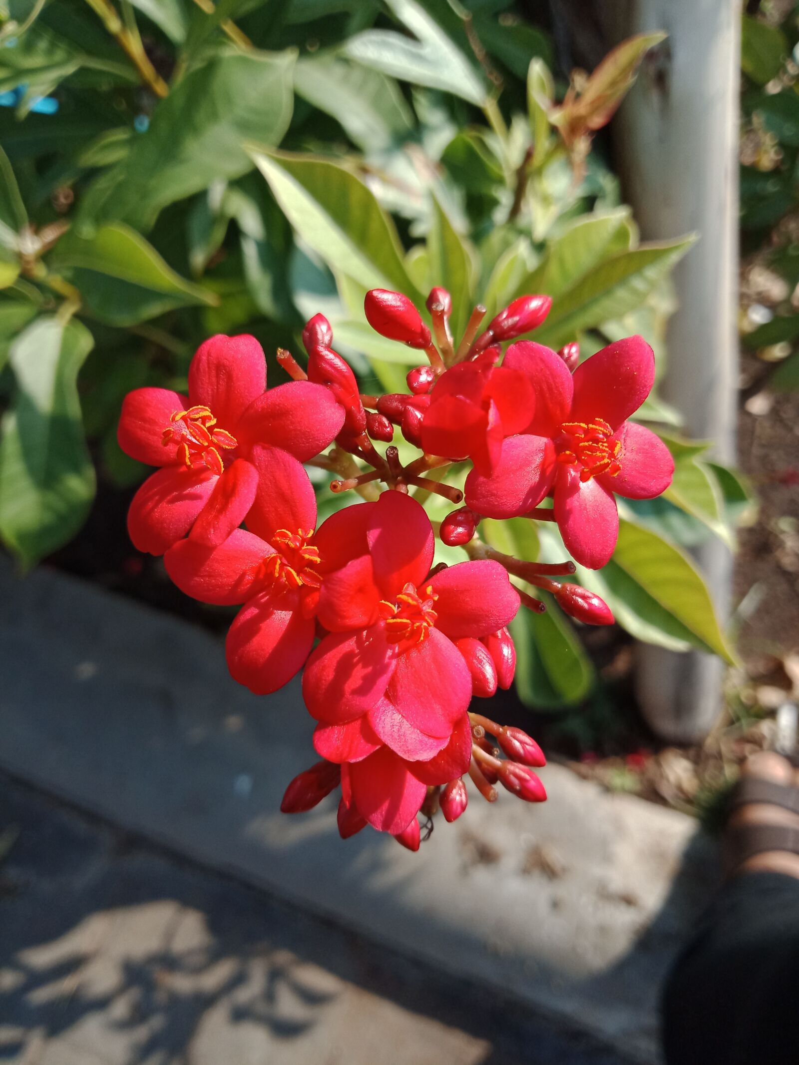 OPPO F5YOUTH sample photo. Nature, red, flowers photography