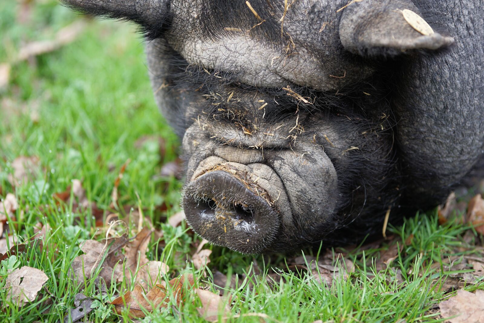Sony a6000 + E 60mm F2.8 sample photo. Pig, pot bellied pig photography