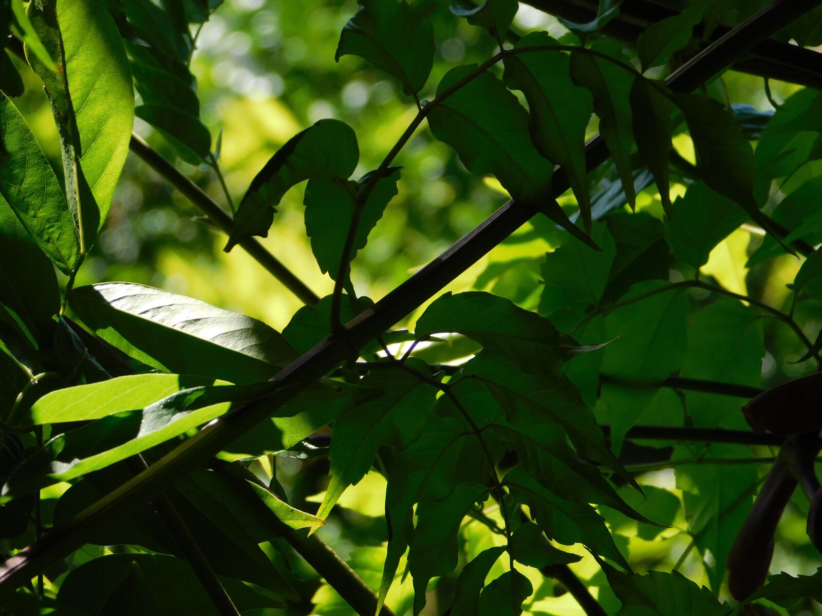Nikon Coolpix B500 sample photo. Nature, light, dark photography