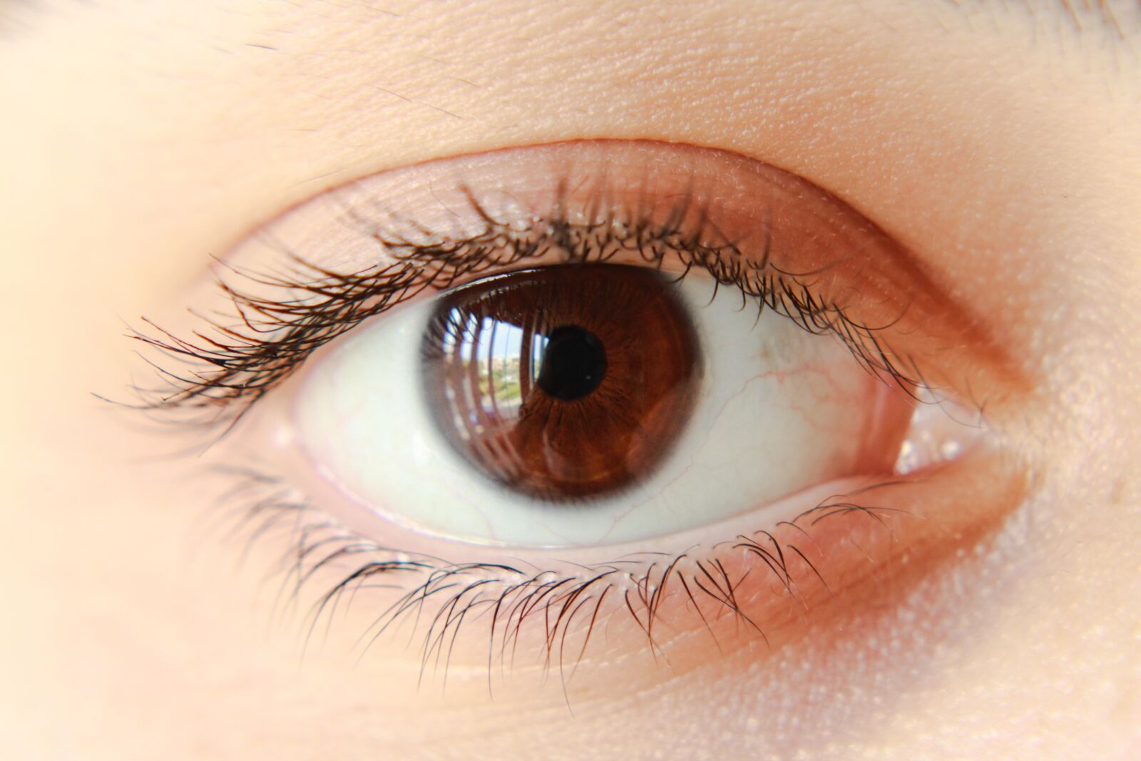 Canon EOS 2000D (EOS Rebel T7 / EOS Kiss X90 / EOS 1500D) sample photo. Eye, brown, iris photography