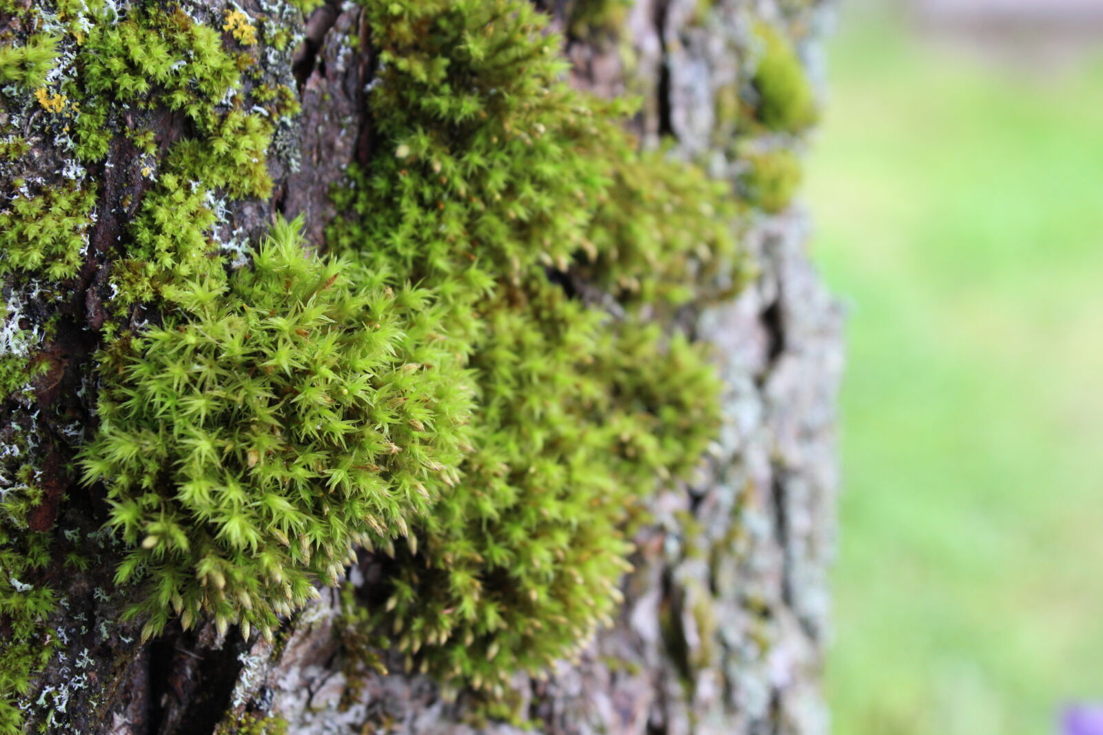 Canon EOS 600D (Rebel EOS T3i / EOS Kiss X5) sample photo. Moss, tree, tree, bark photography