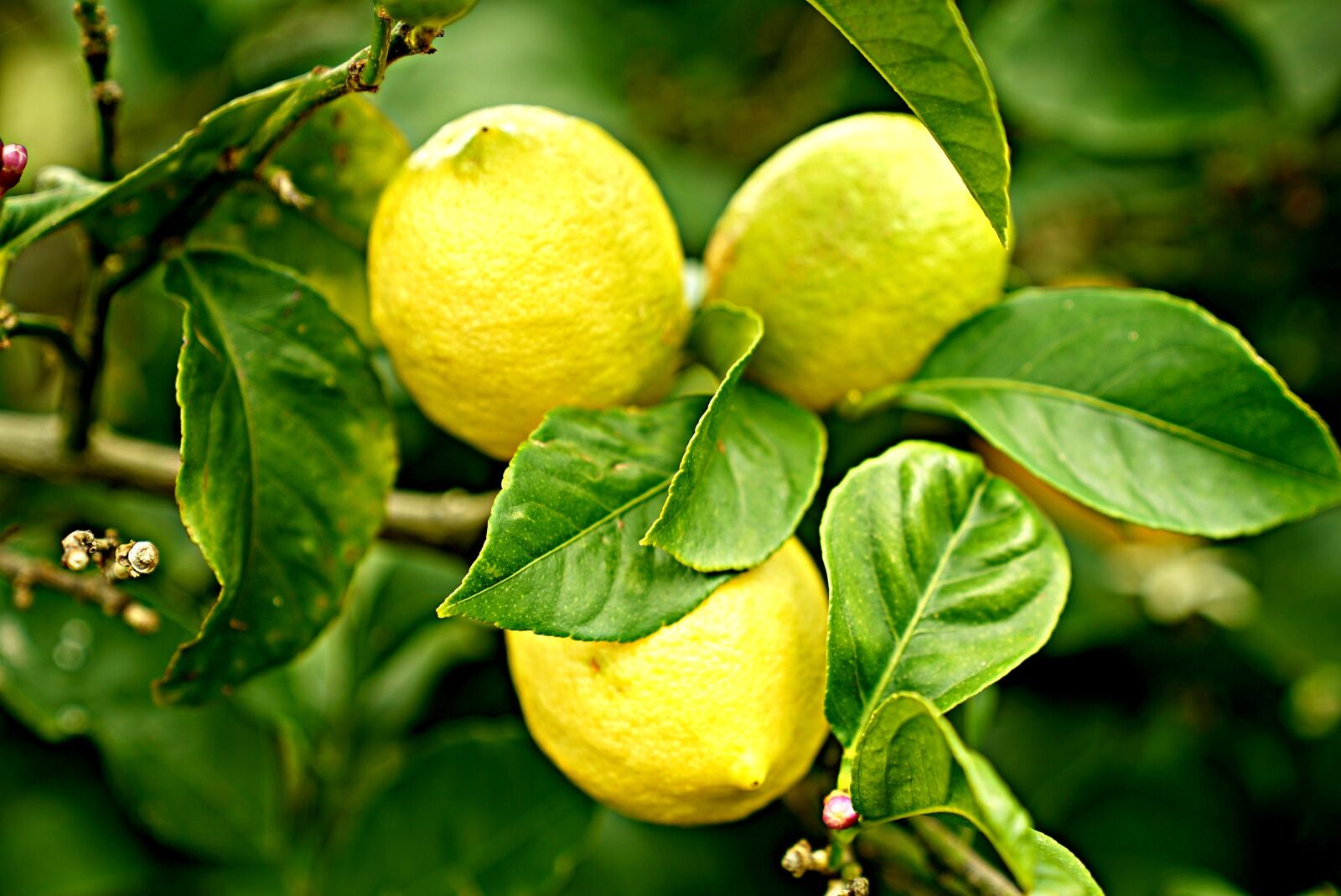 Sony a7S + Sony FE 24-70mm F2.8 GM sample photo. Lemons, lemon tree, citrus photography