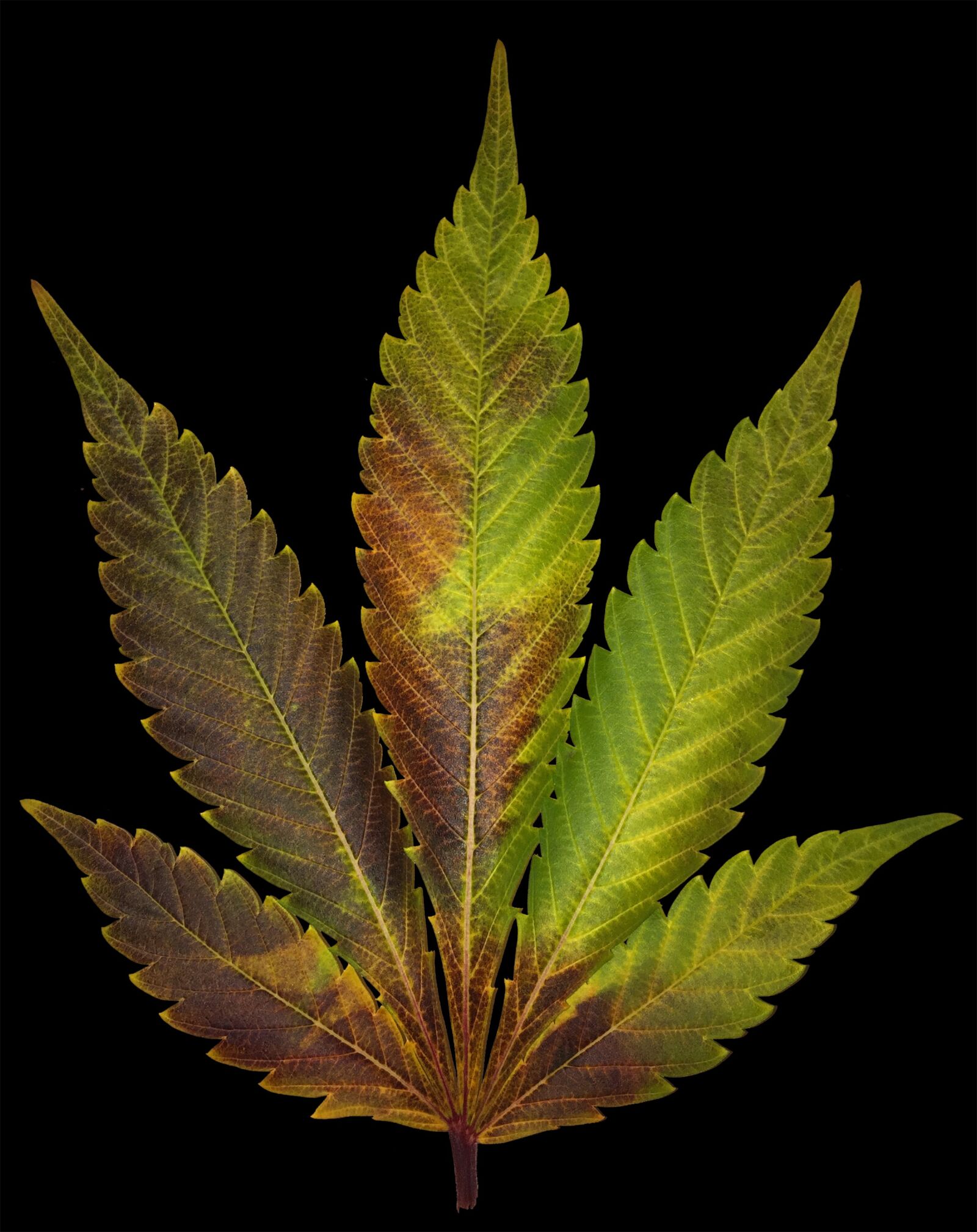 Apple iPhone 6 sample photo. Blue widow, dinafem, leaf photography