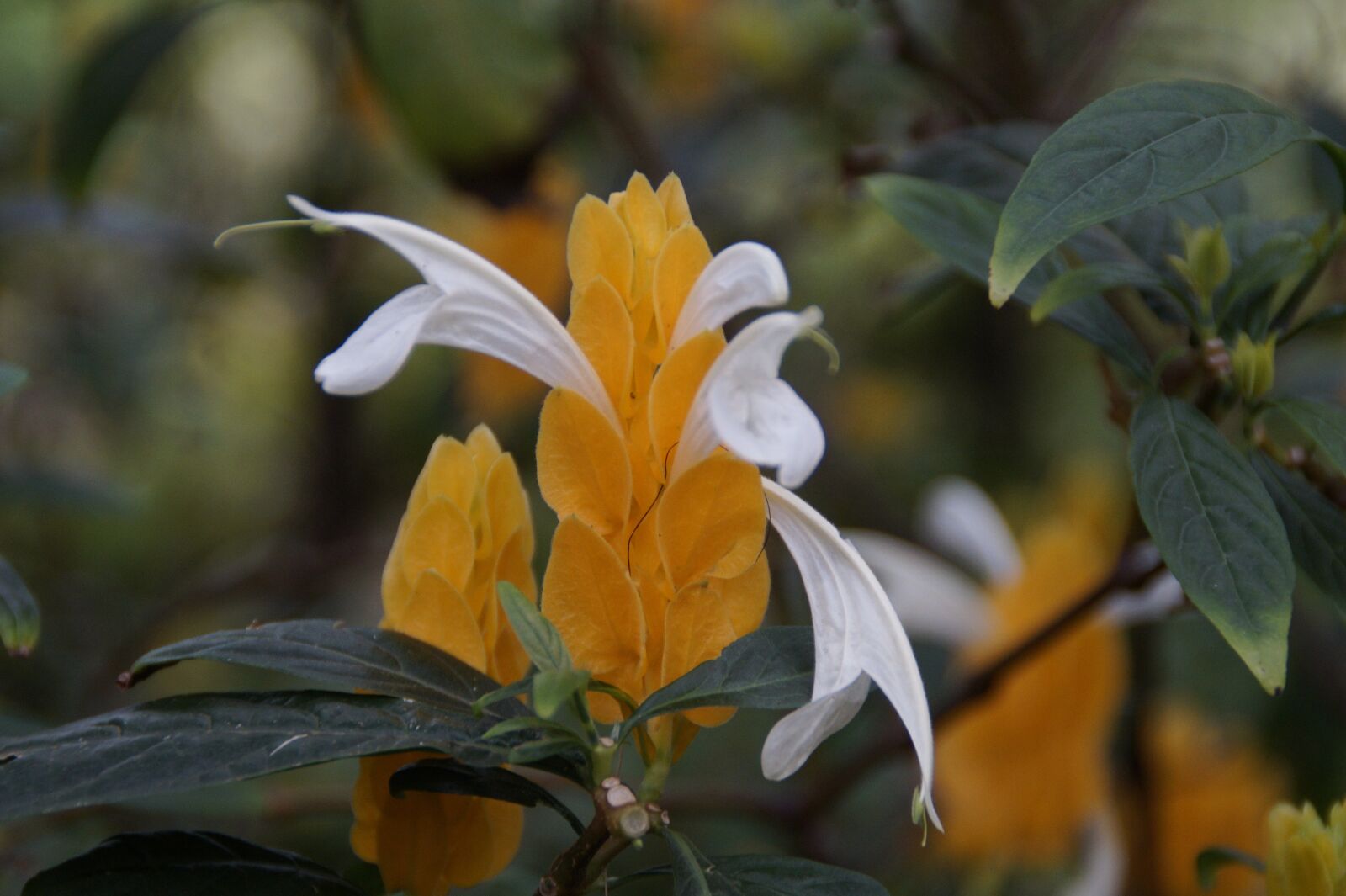 Sony SLT-A58 sample photo. Yellow thick ear, pachystachys photography