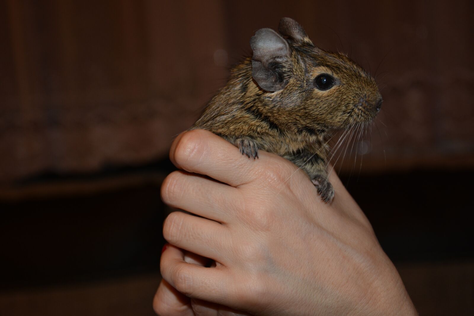 Nikon D5200 sample photo. Mammals, charming, rodent photography