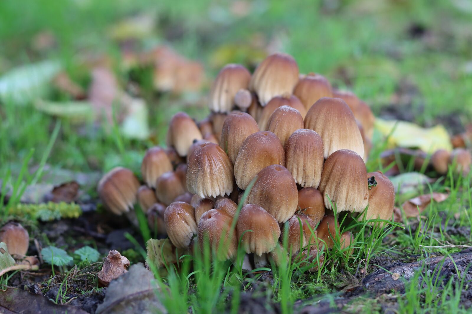 Canon EOS 90D + Canon EF 50mm F1.8 STM sample photo. Mushrooms, nature, autumn photography