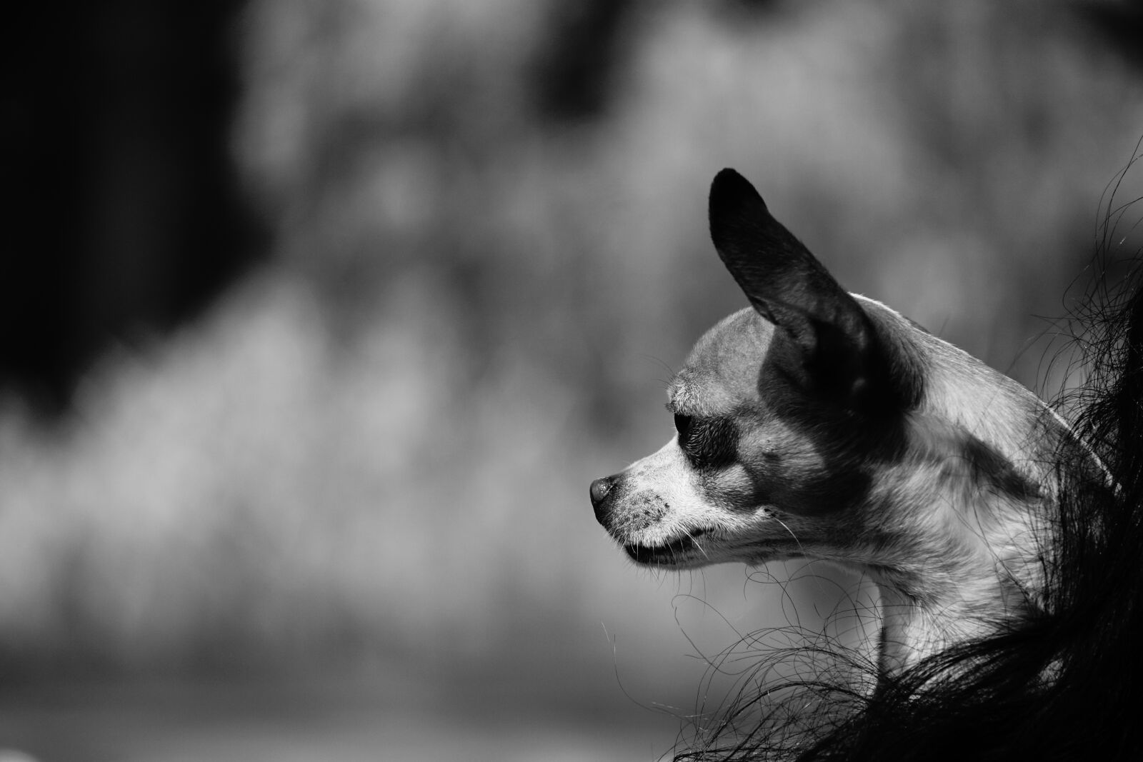 Sony E 55-210mm F4.5-6.3 OSS sample photo. One, cute, dog photography