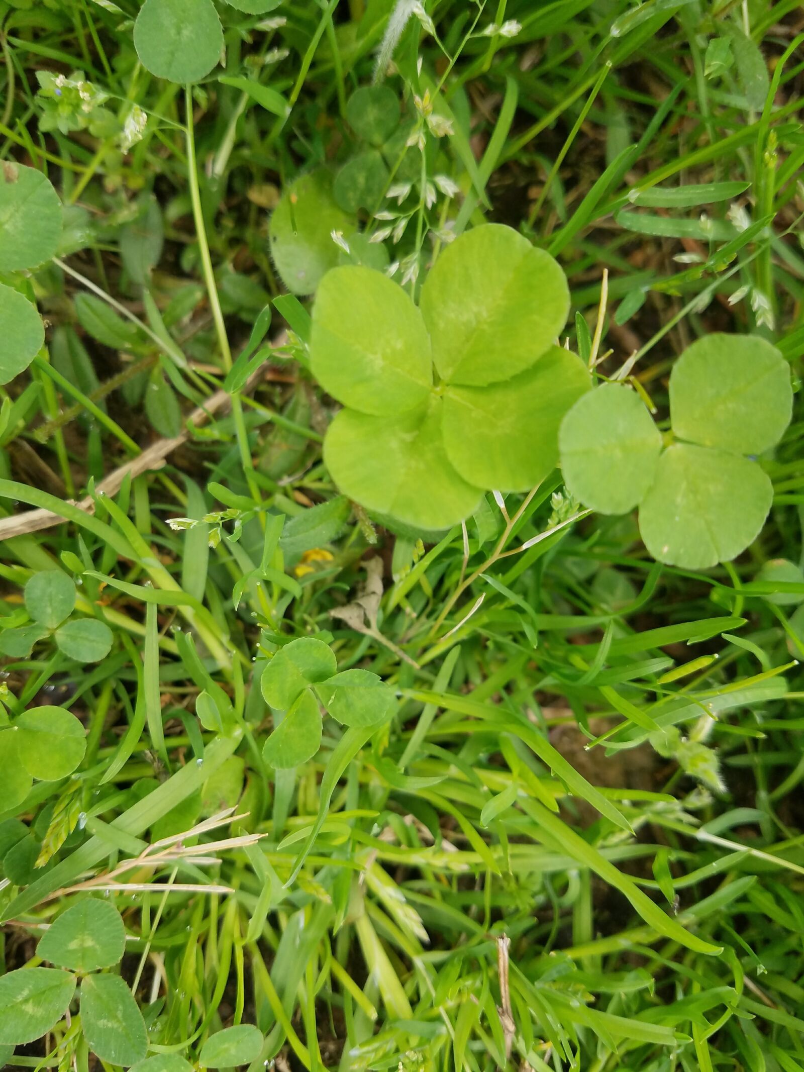 Samsung Galaxy S7 sample photo. Lucky, clover, green photography