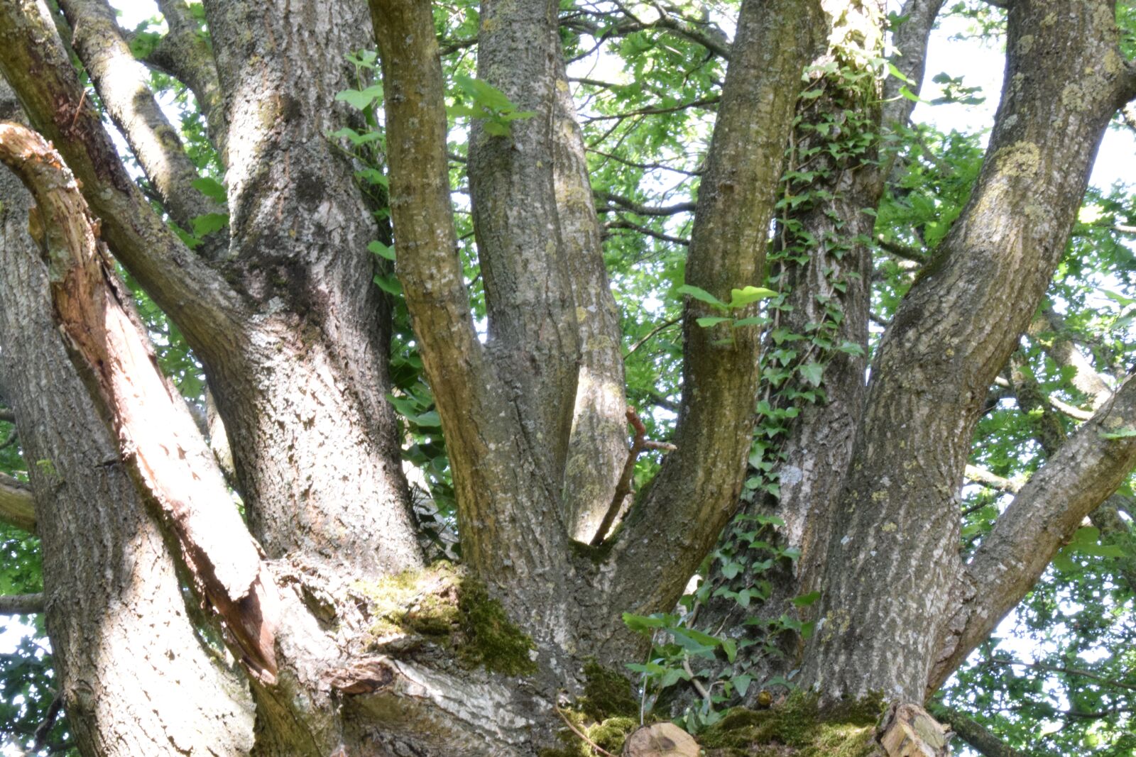 Nikon D5300 sample photo. Trunk, wood, tree photography