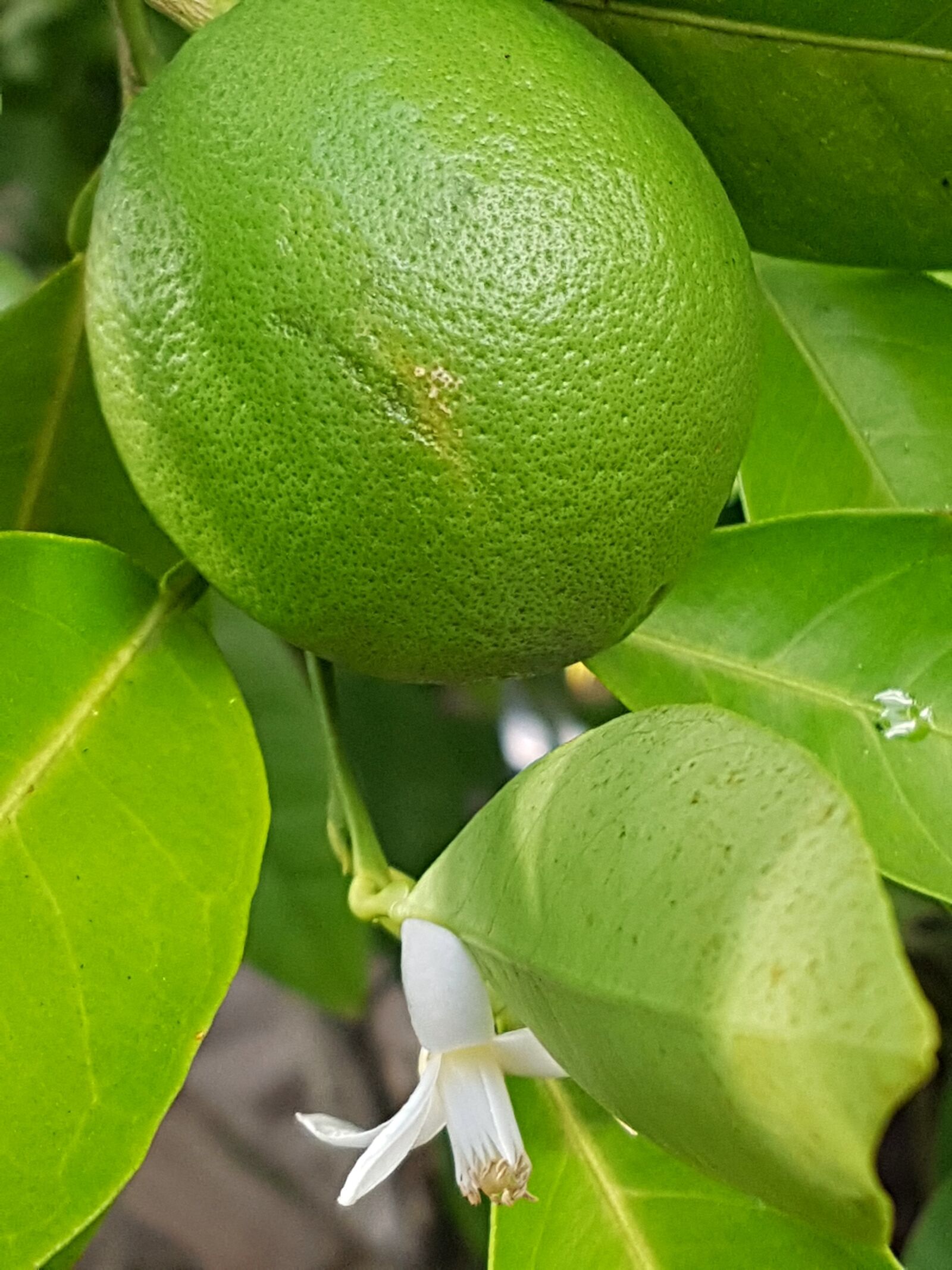 Samsung Galaxy S7 Edge sample photo. Limone, fruit, citrus fruit photography