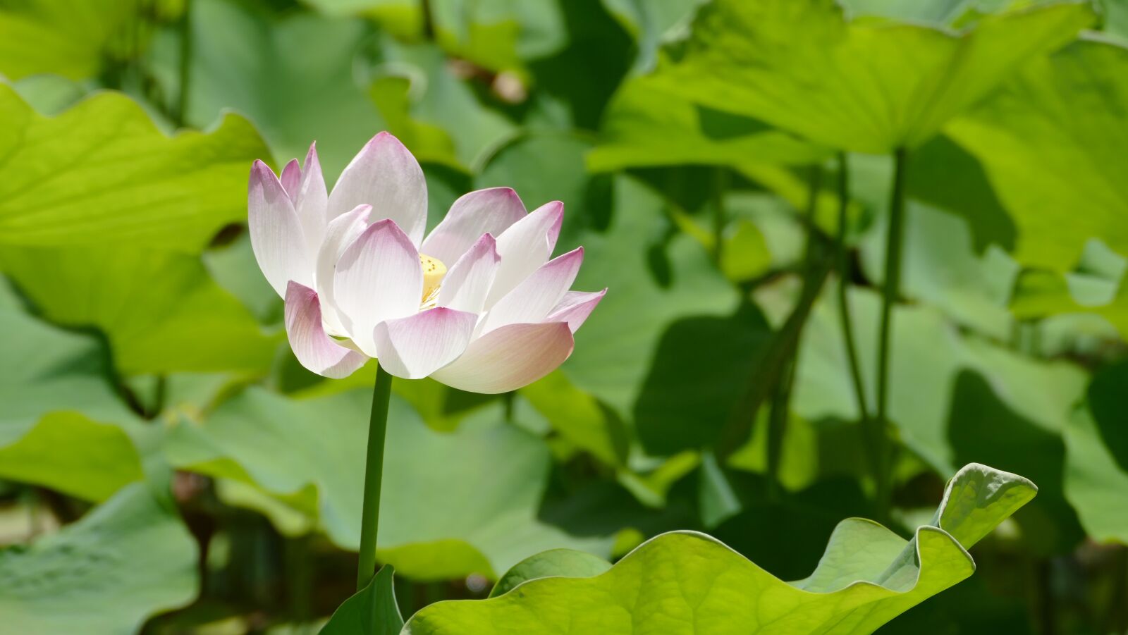 Panasonic Lumix DMC-FZ1000 sample photo. Pamplemousse garden, botanical garden photography