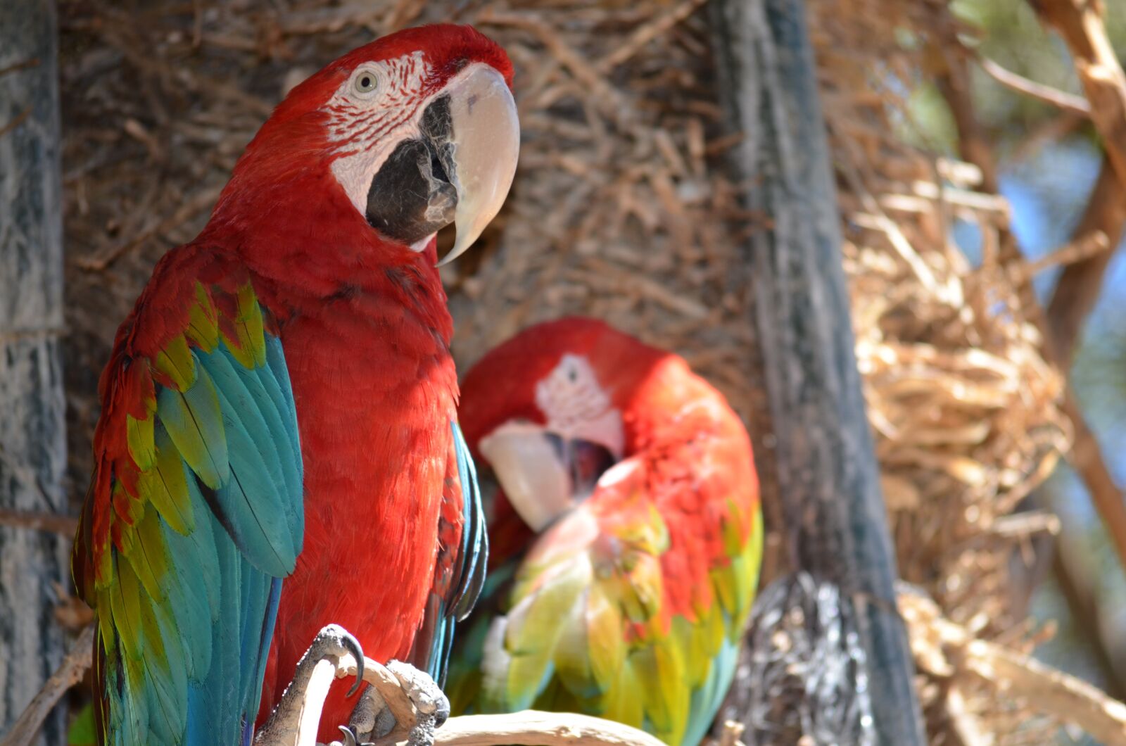 Nikon D5100 sample photo. Parrot, colors, zoo photography
